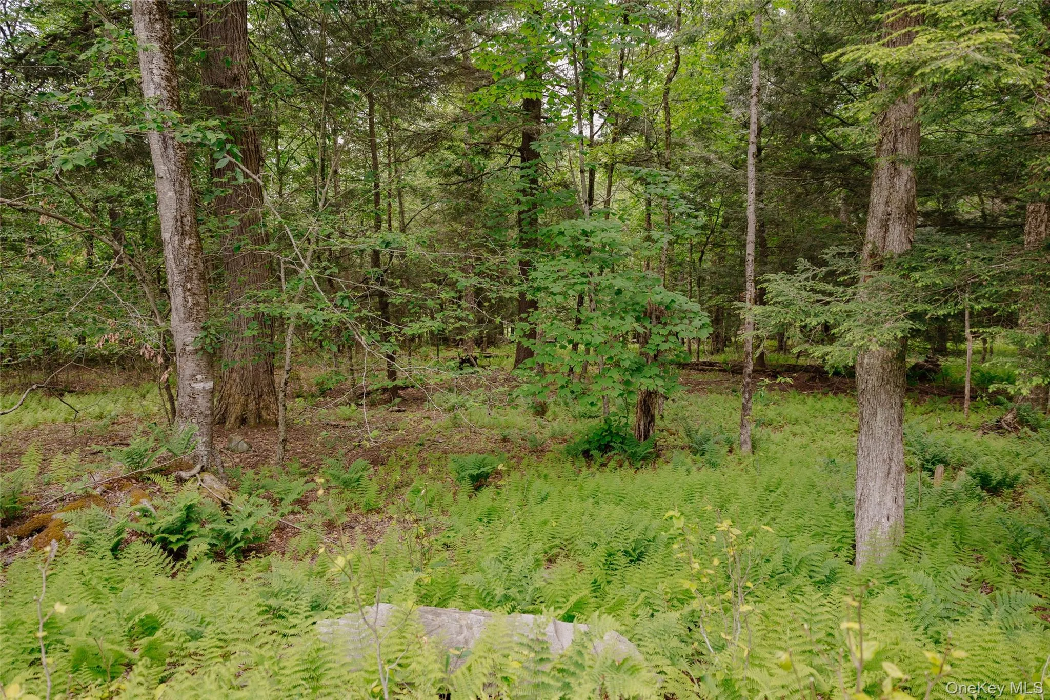 TBD Church Lake Road, Callicoon, NY, ,Land,For Rent,Church Lake,0,1019122 TBD Church Lake Road, Callicoon, NY, ,Land,For Rent,Church Lake,0,1019122