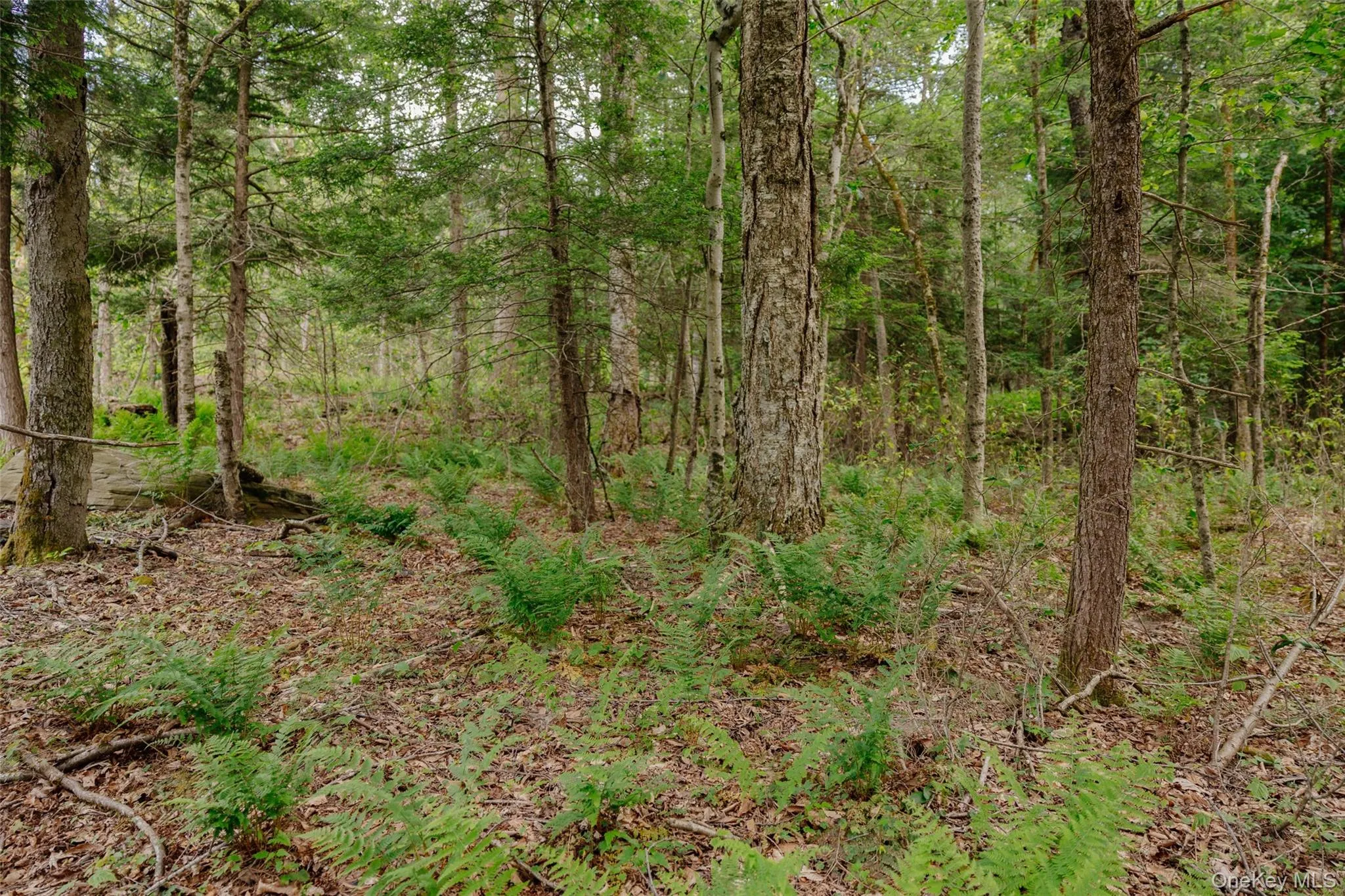 TBD Church Lake Road, Callicoon, NY, ,Land,For Rent,Church Lake,0,1019122 TBD Church Lake Road, Callicoon, NY, ,Land,For Rent,Church Lake,0,1019122