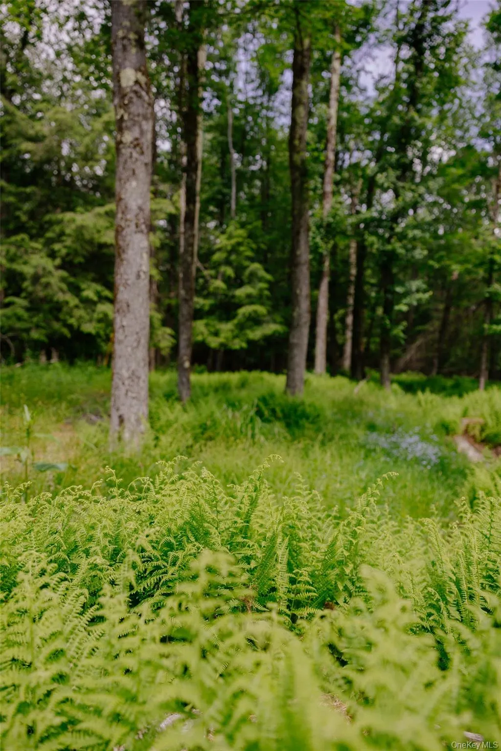 TBD Church Lake Road, Callicoon, NY, ,Land,For Rent,Church Lake,0,1019122 TBD Church Lake Road, Callicoon, NY, ,Land,For Rent,Church Lake,0,1019122