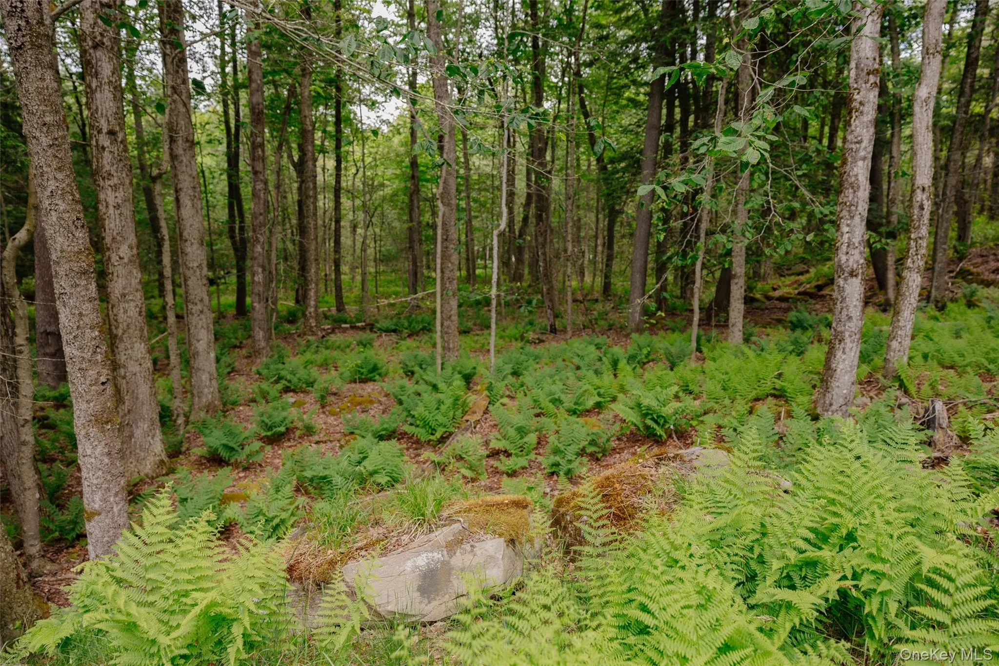 TBD Church Lake Road, Callicoon, NY, ,Land,For Rent,Church Lake,0,1019122 TBD Church Lake Road, Callicoon, NY, ,Land,For Rent,Church Lake,0,1019122