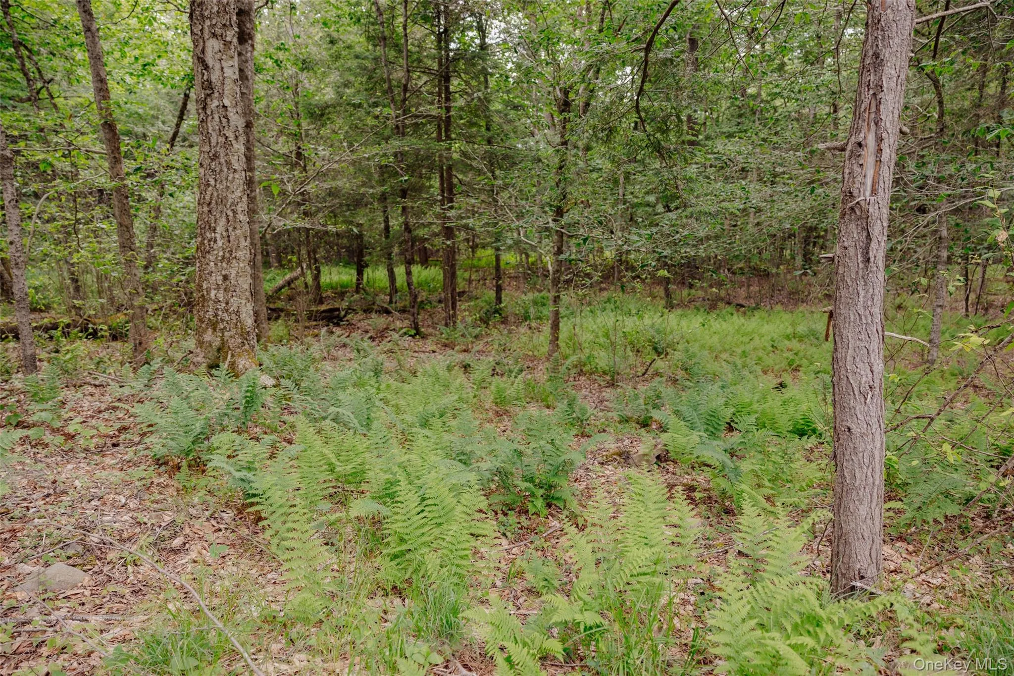 TBD Church Lake Road, Callicoon, NY, ,Land,For Rent,Church Lake,0,1019122 TBD Church Lake Road, Callicoon, NY, ,Land,For Rent,Church Lake,0,1019122