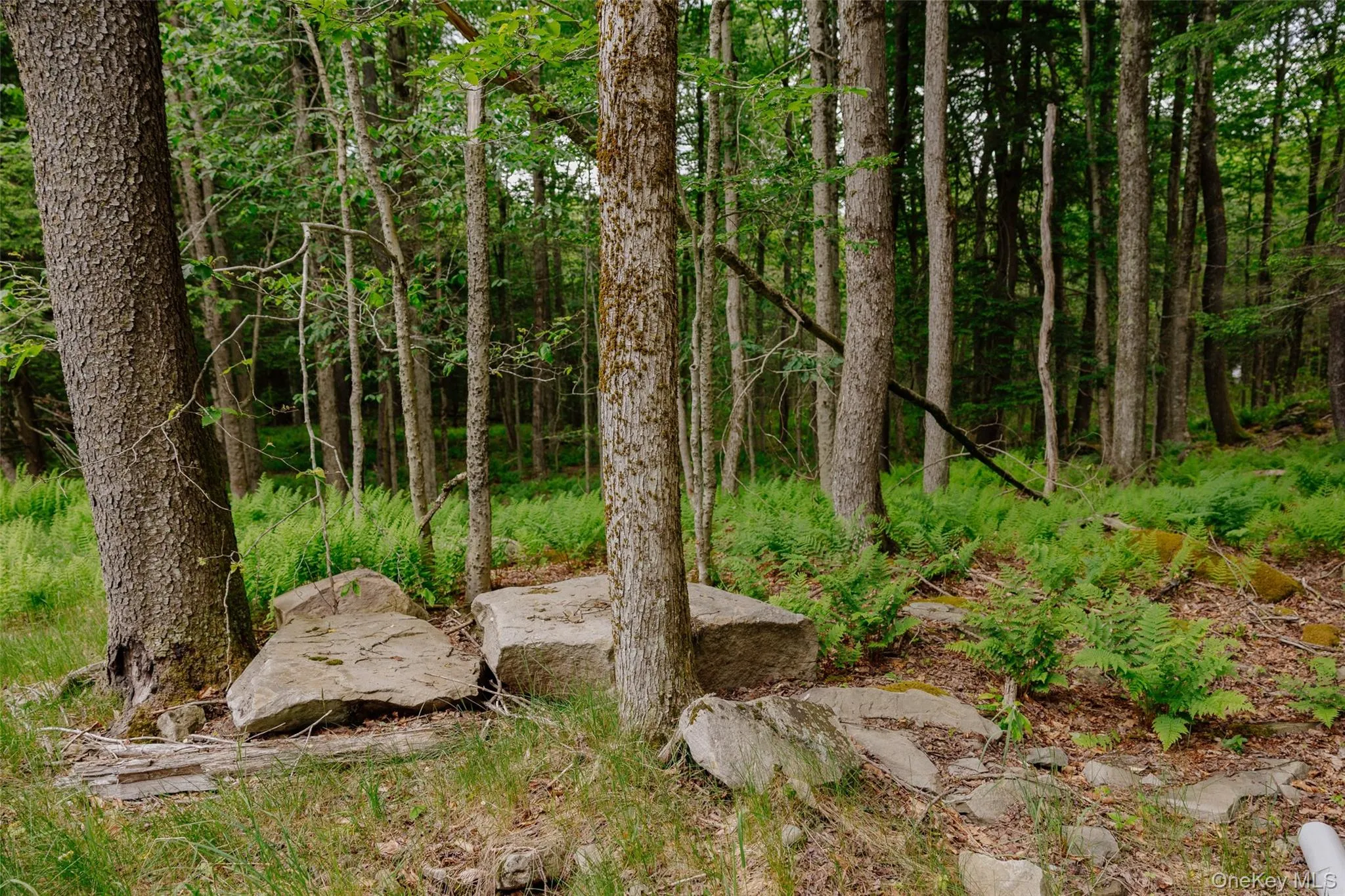 TBD Church Lake Road, Callicoon, NY, ,Land,For Rent,Church Lake,0,1019122 TBD Church Lake Road, Callicoon, NY, ,Land,For Rent,Church Lake,0,1019122