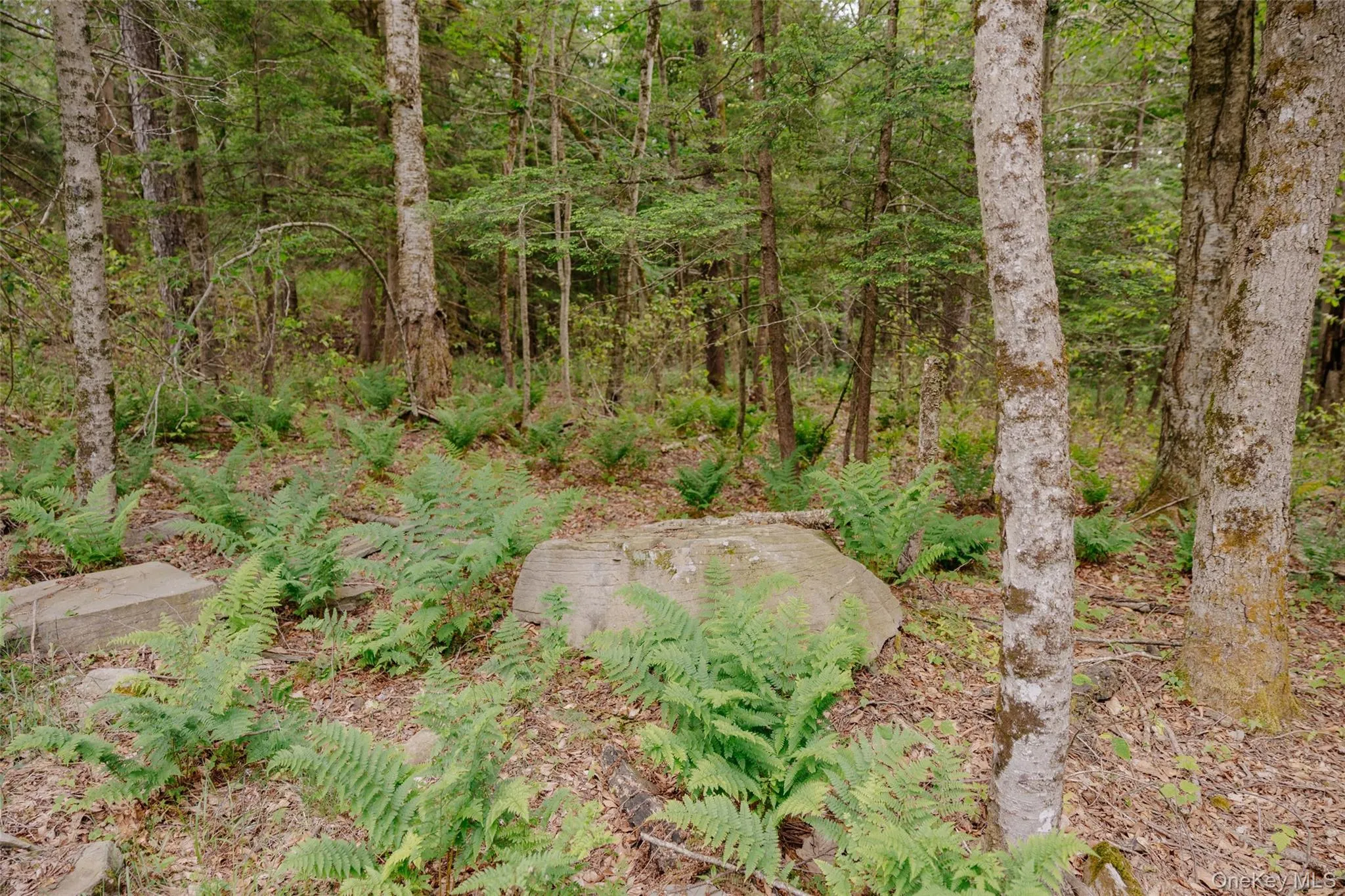 TBD Church Lake Road, Callicoon, NY, ,Land,For Rent,Church Lake,0,1019122 TBD Church Lake Road, Callicoon, NY, ,Land,For Rent,Church Lake,0,1019122