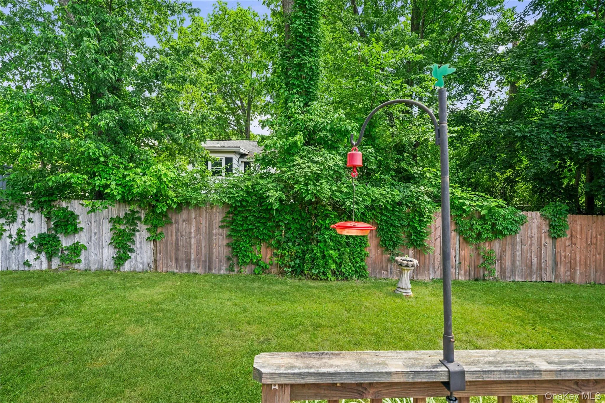 backyard backyard