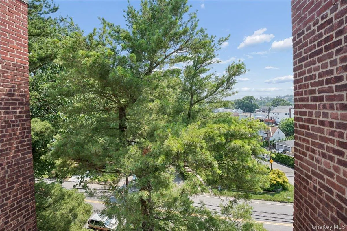beautiful evergreen beautiful evergreen