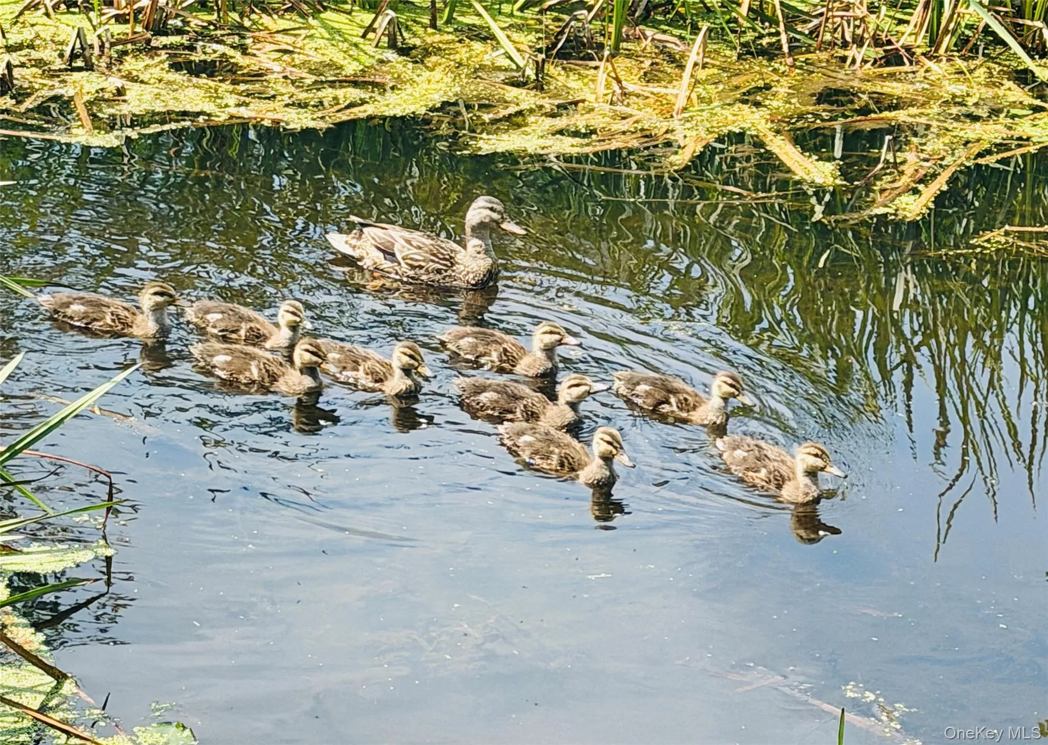 View from Living Room Window, Mother and Baby Ducks View from Living Room Window, Mother and Baby Ducks