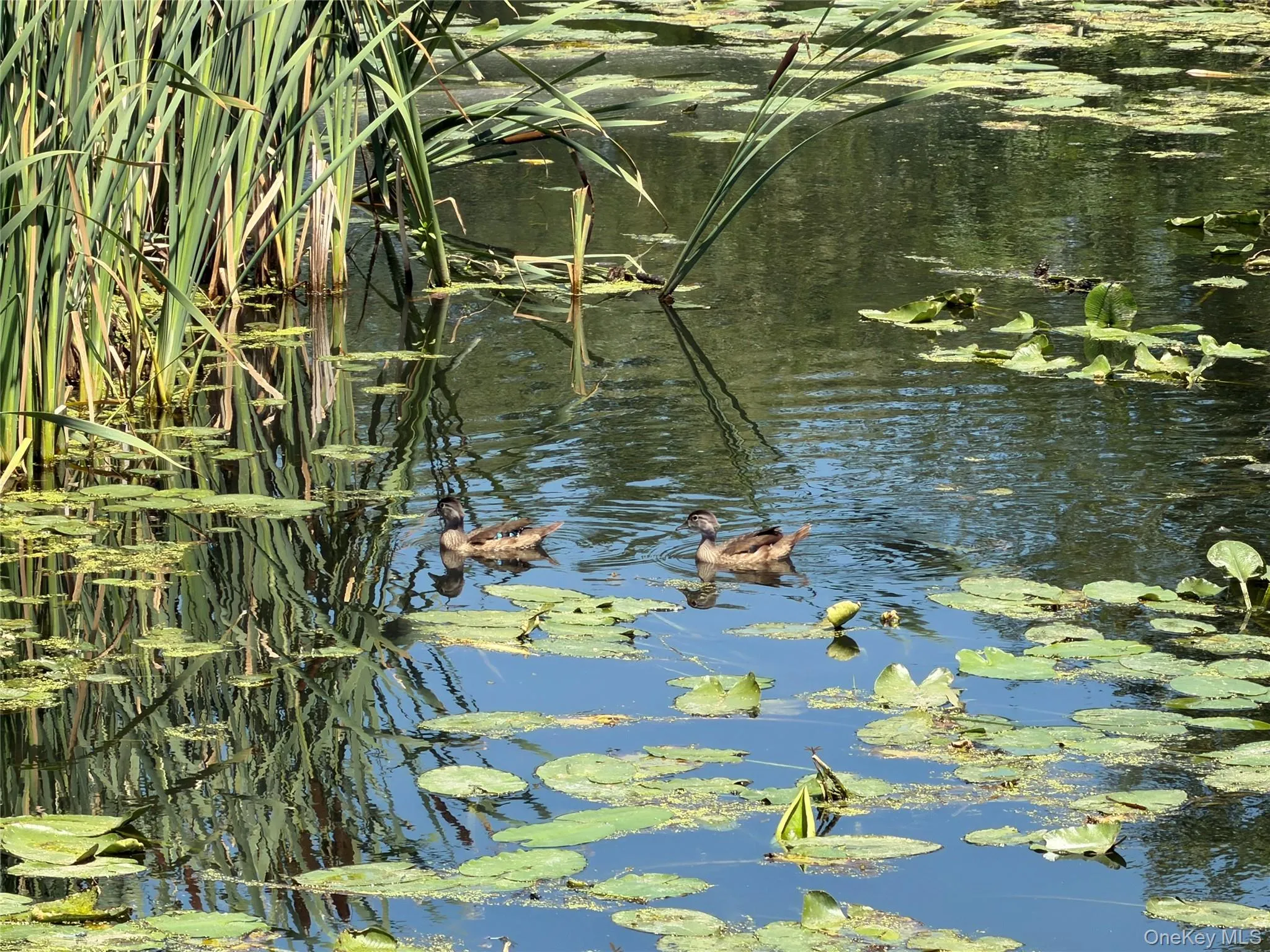 Canal with Ducks Canal with Ducks