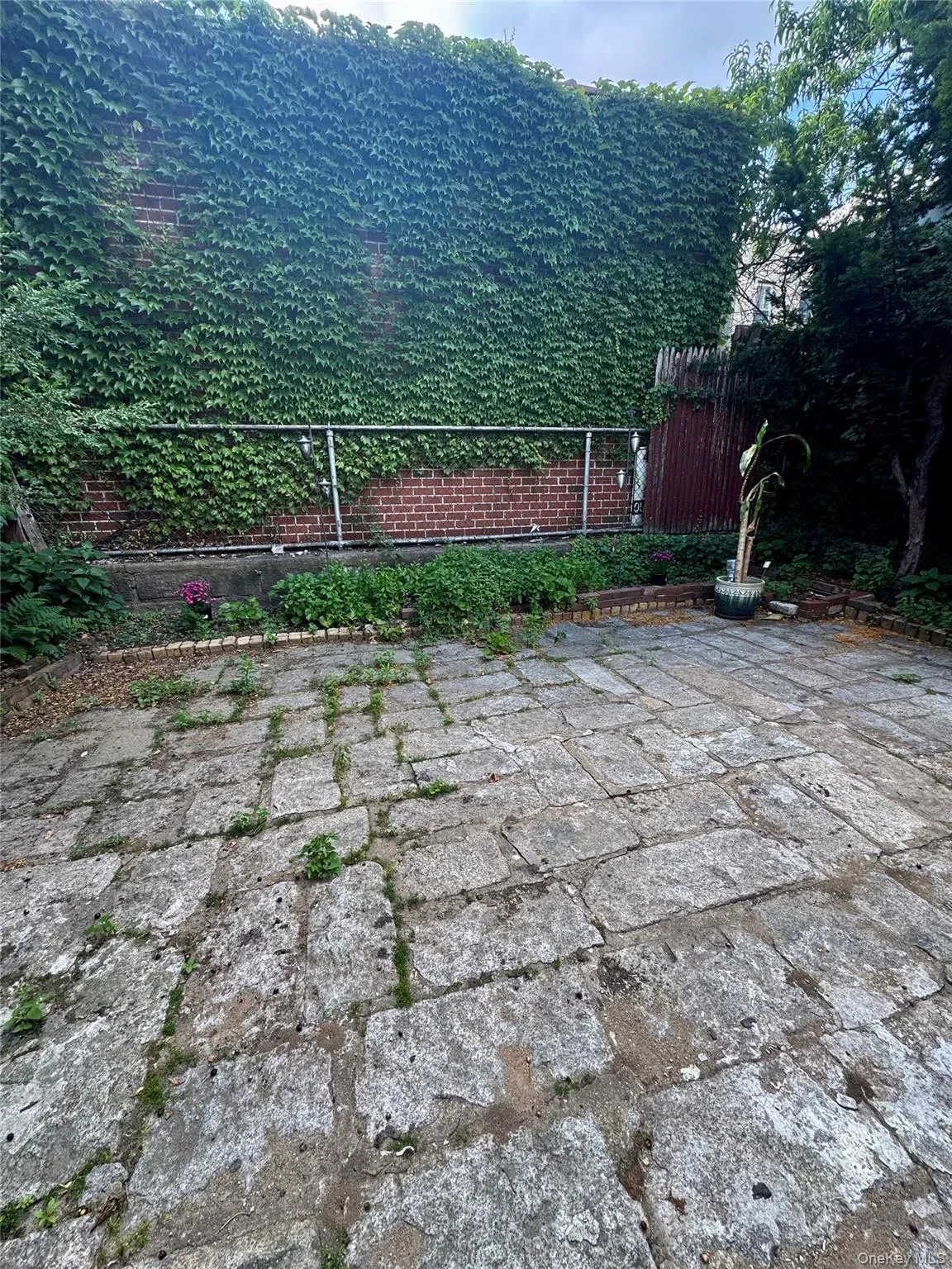 backyard backyard