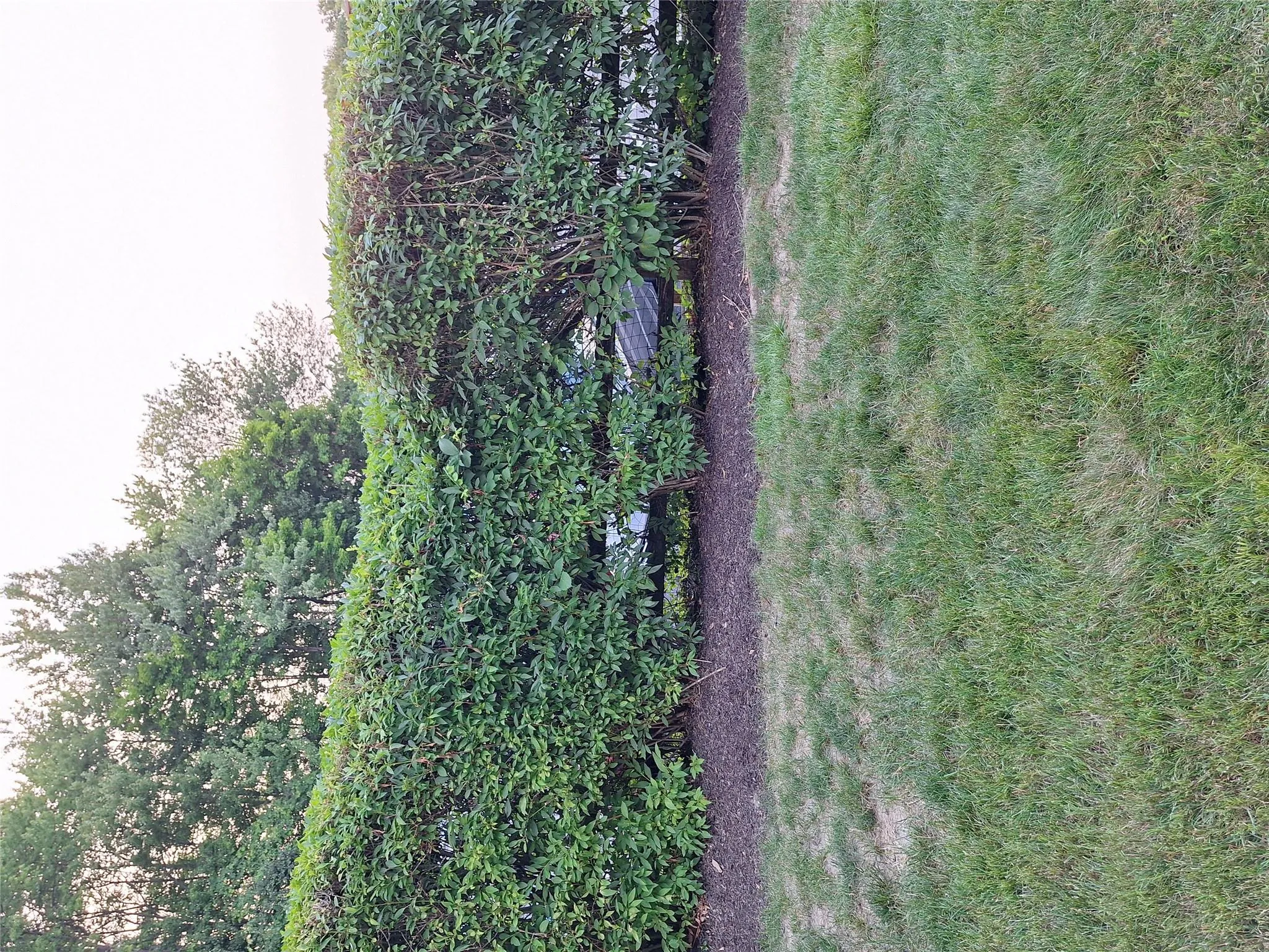 Privacy Hedge from patio Privacy Hedge from patio