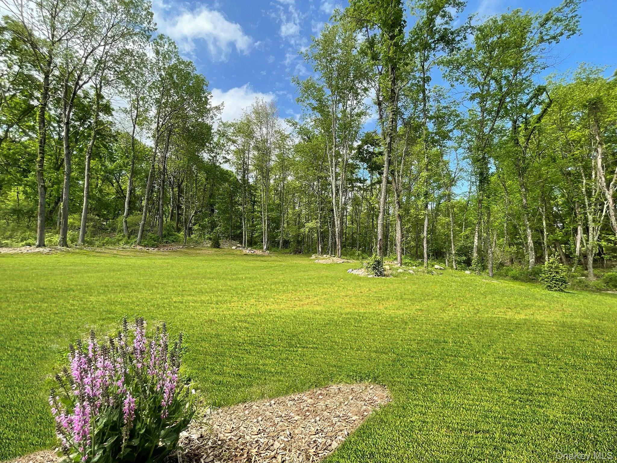 Expansive green lawn surrounded by mature trees, featuring natural landscaping elements and a purple flowering plant Expansive green lawn surrounded by mature trees, featuring natural landscaping elements and a purple flowering plant