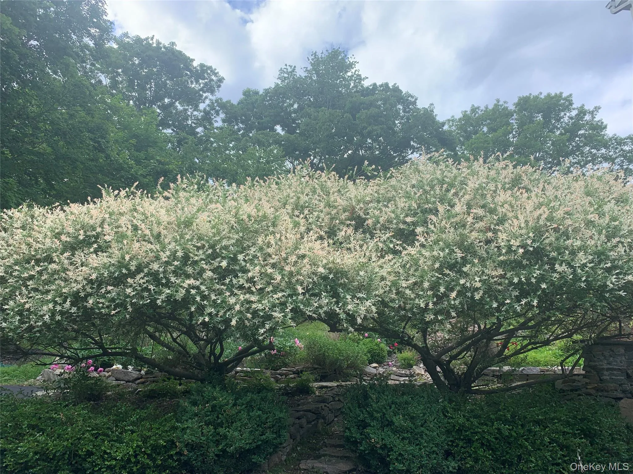 Willows Willows