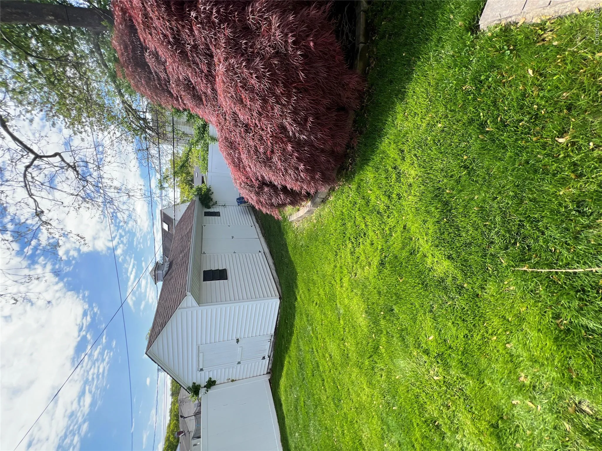 Expansive green lawn with a white vinyl fence and mature red-leafed tree Expansive green lawn with a white vinyl fence and mature red-leafed tree