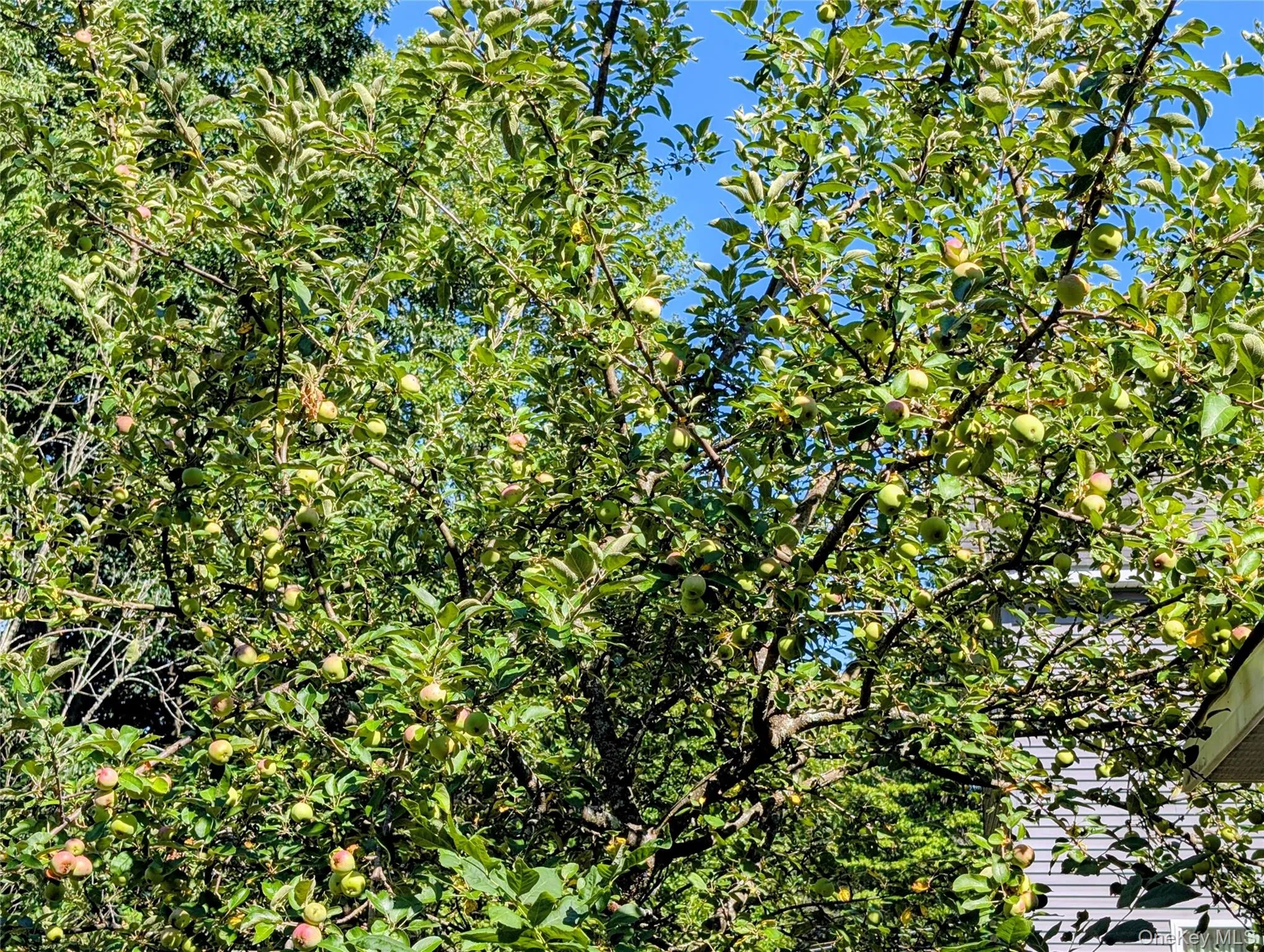 mature apple tree mature apple tree