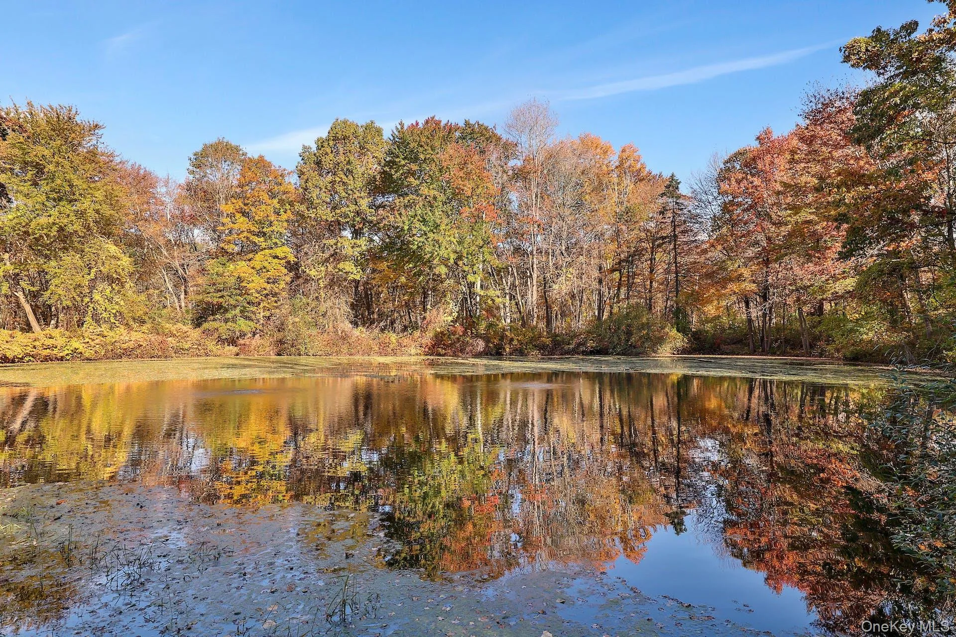 Water view with a forest Water view with a forest