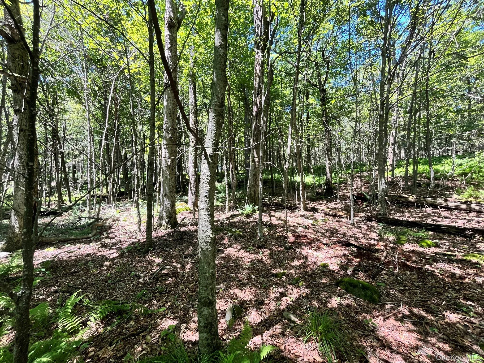 Upper Pond Dahlia Road, Liberty, NY, ,Land,For Rent,Dahlia,0,1024035 Upper Pond Dahlia Road, Liberty, NY, ,Land,For Rent,Dahlia,0,1024035