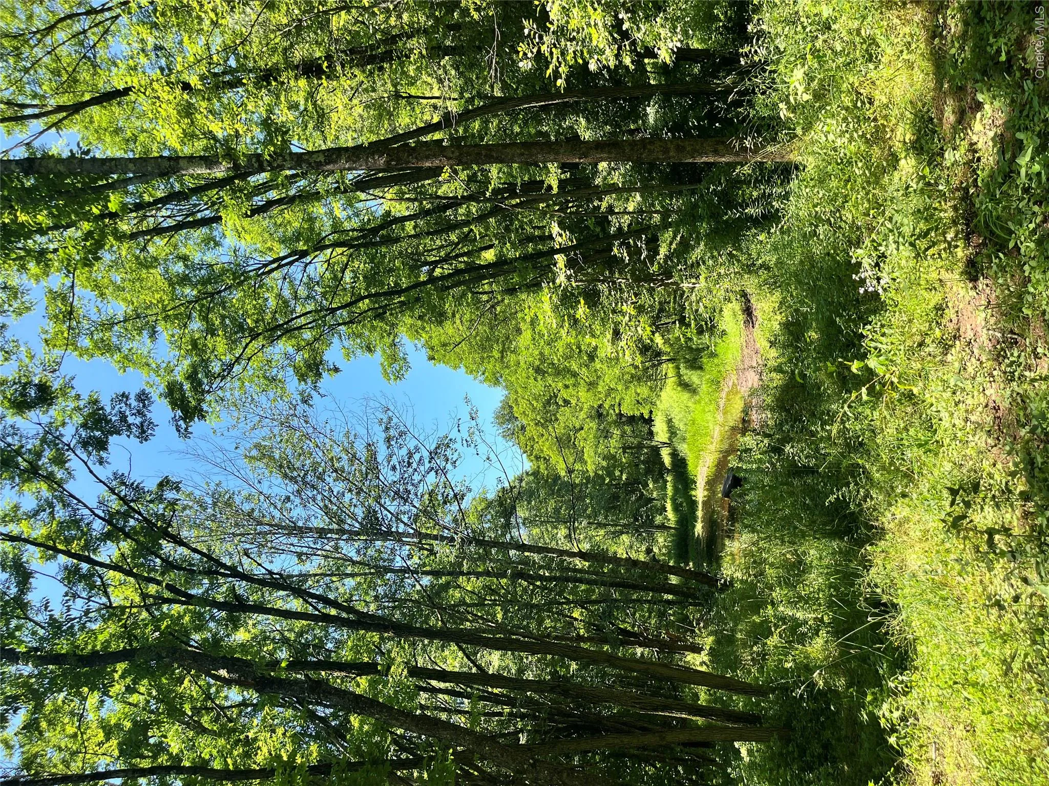 Lower Pond Dahlia Road, Liberty, NY, ,Land,For Rent,Dahlia,0,1024192 Lower Pond Dahlia Road, Liberty, NY, ,Land,For Rent,Dahlia,0,1024192