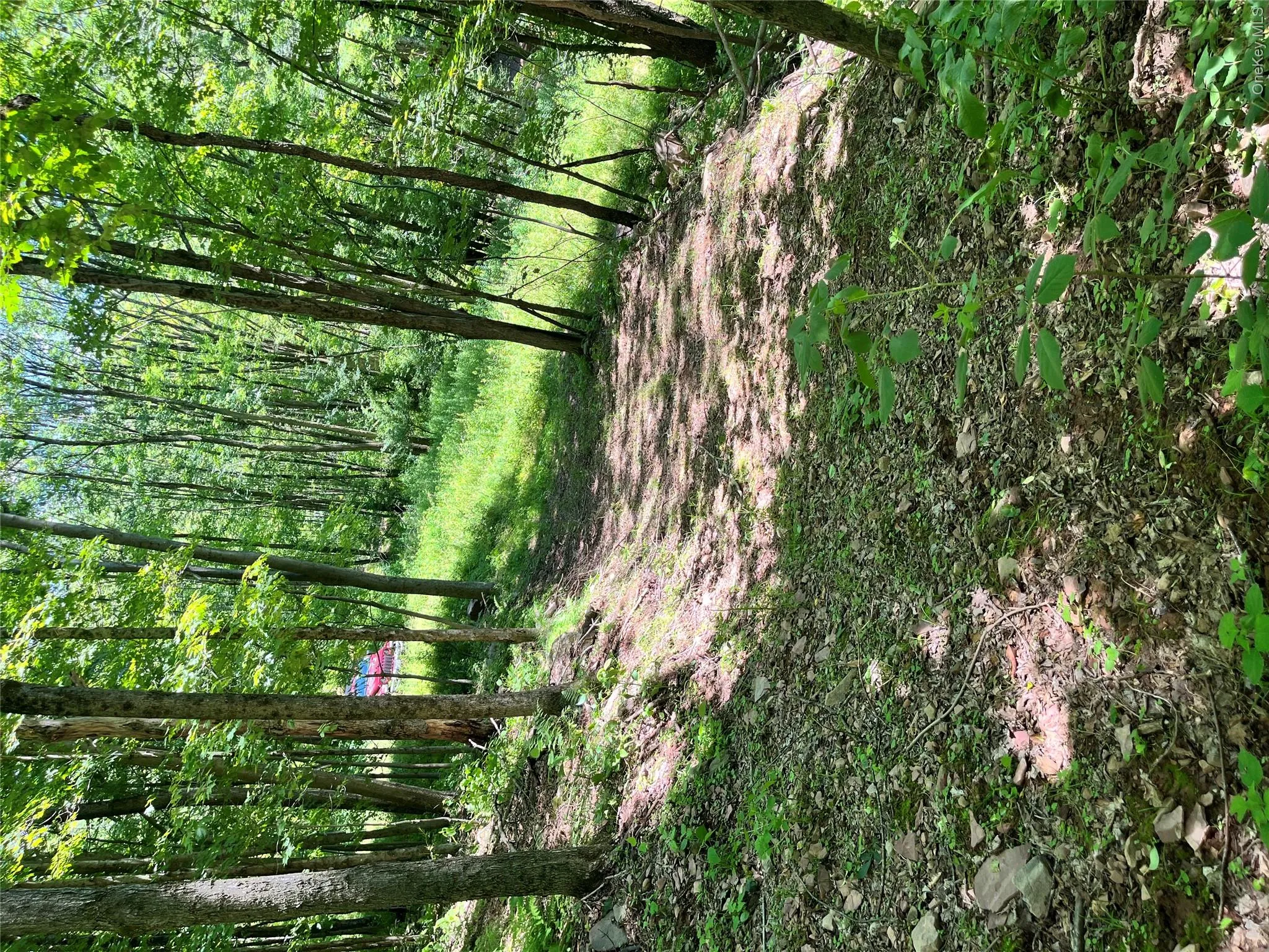 Lower Pond Dahlia Road, Liberty, NY, ,Land,For Rent,Dahlia,0,1024192 Lower Pond Dahlia Road, Liberty, NY, ,Land,For Rent,Dahlia,0,1024192