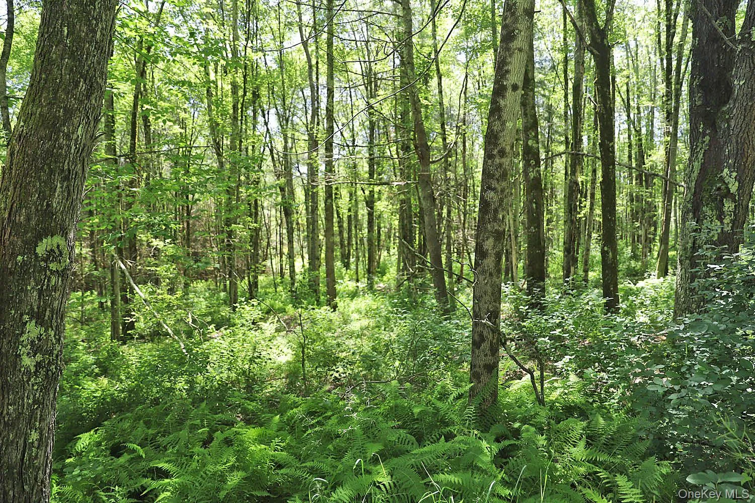 Lot 4A Hurd Road, Bethel, NY, ,Land,For Rent,Hurd,0,1024455 Lot 4A Hurd Road, Bethel, NY, ,Land,For Rent,Hurd,0,1024455