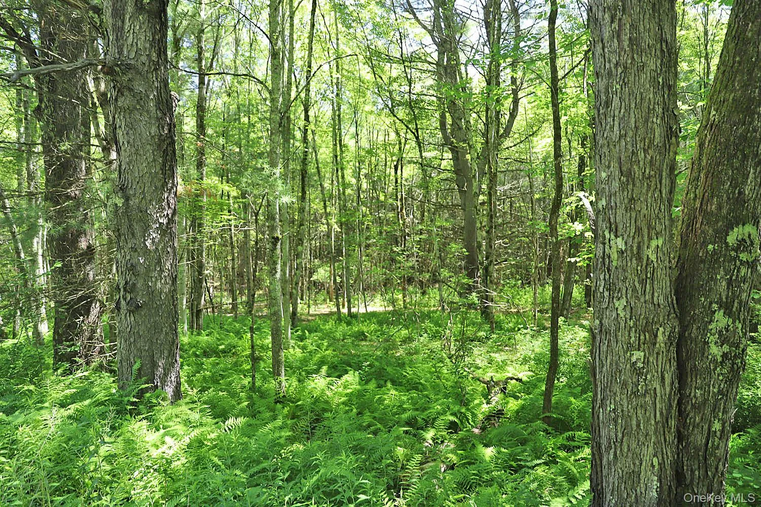 Lot 4A Hurd Road, Bethel, NY, ,Land,For Rent,Hurd,0,1024455 Lot 4A Hurd Road, Bethel, NY, ,Land,For Rent,Hurd,0,1024455