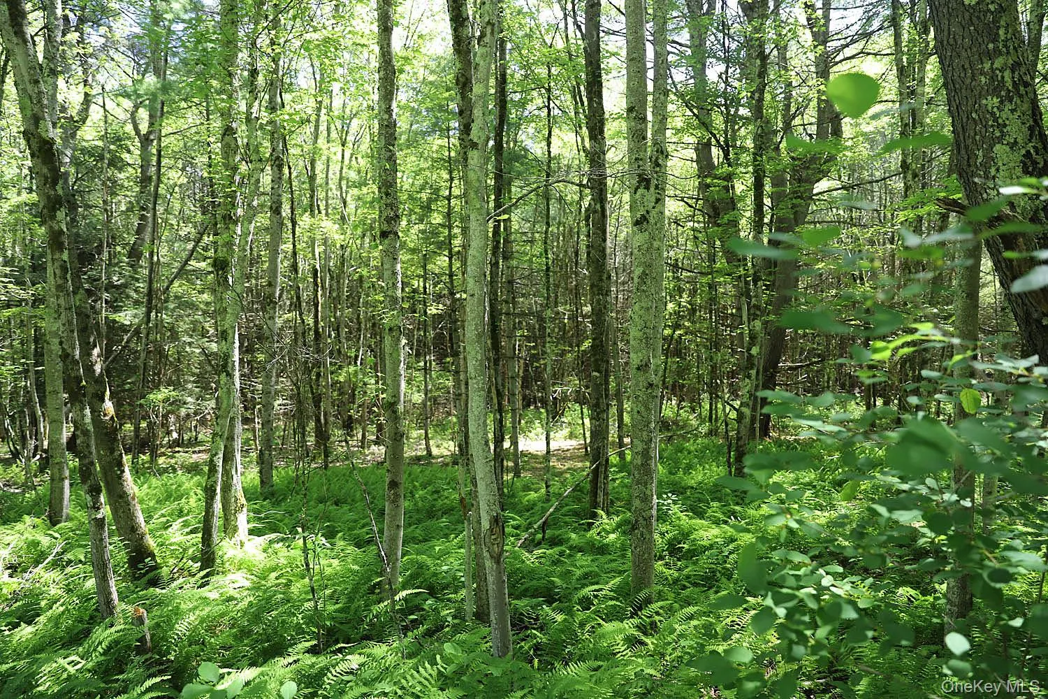 Lot 4A Hurd Road, Bethel, NY, ,Land,For Rent,Hurd,0,1024455 Lot 4A Hurd Road, Bethel, NY, ,Land,For Rent,Hurd,0,1024455