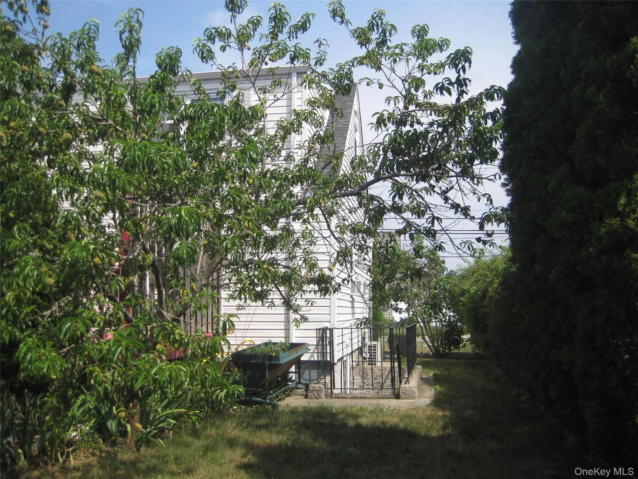 Enjoy Peaches AND Figs From Your Very Own Trees In The Back Of The House Enjoy Peaches AND Figs From Your Very Own Trees In The Back Of The House