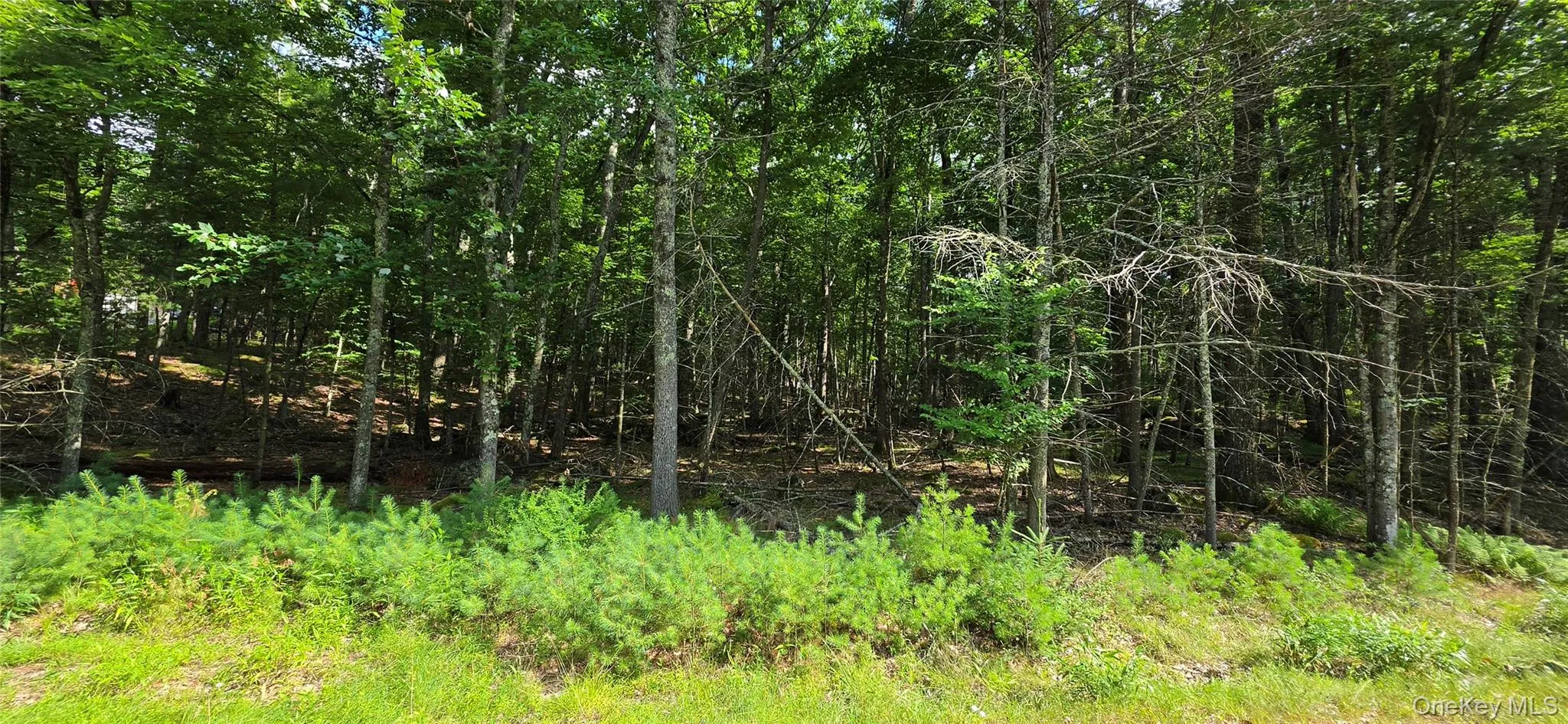 Lot 34.25 Lakeview Drive Road, Highland, NY, ,Land,For Rent,Lakeview Drive,0,1024572 Lot 34.25 Lakeview Drive Road, Highland, NY, ,Land,For Rent,Lakeview Drive,0,1024572