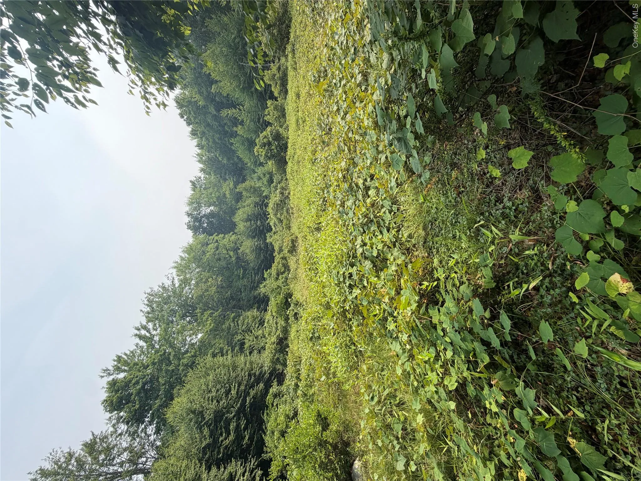 Lovely meadow behind the house Lovely meadow behind the house