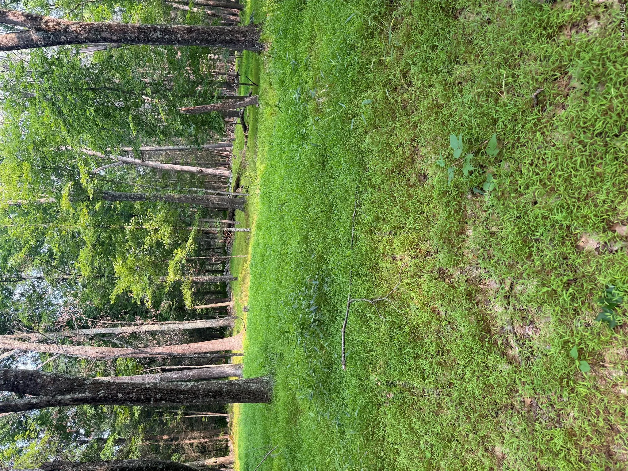 A meadow in the 100 Acre Wood A meadow in the 100 Acre Wood