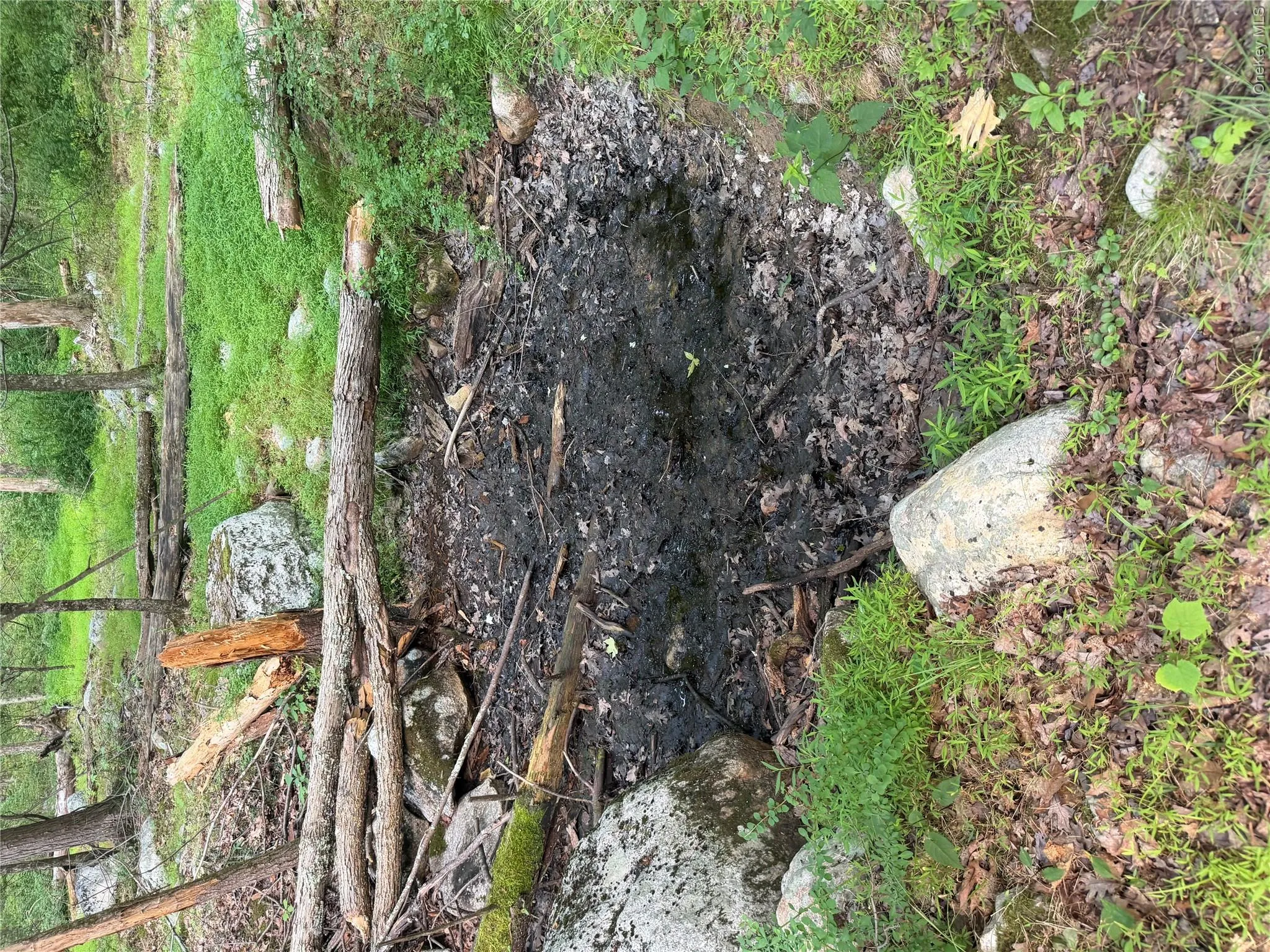 The natural spring needs a rake, but is in a beautiful spot deep in the forest The natural spring needs a rake, but is in a beautiful spot deep in the forest