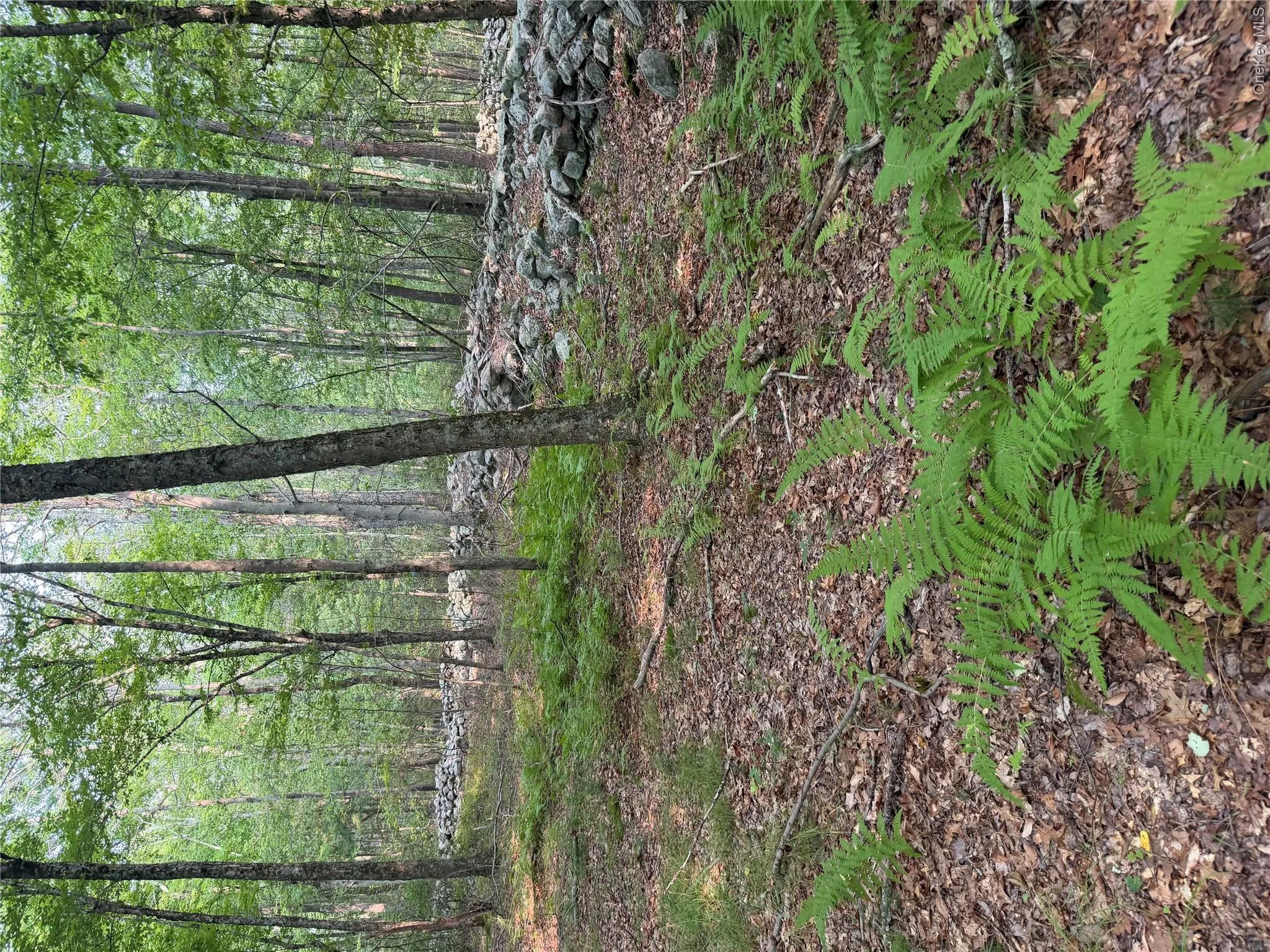 Another pretty section of wall and forest Another pretty section of wall and forest