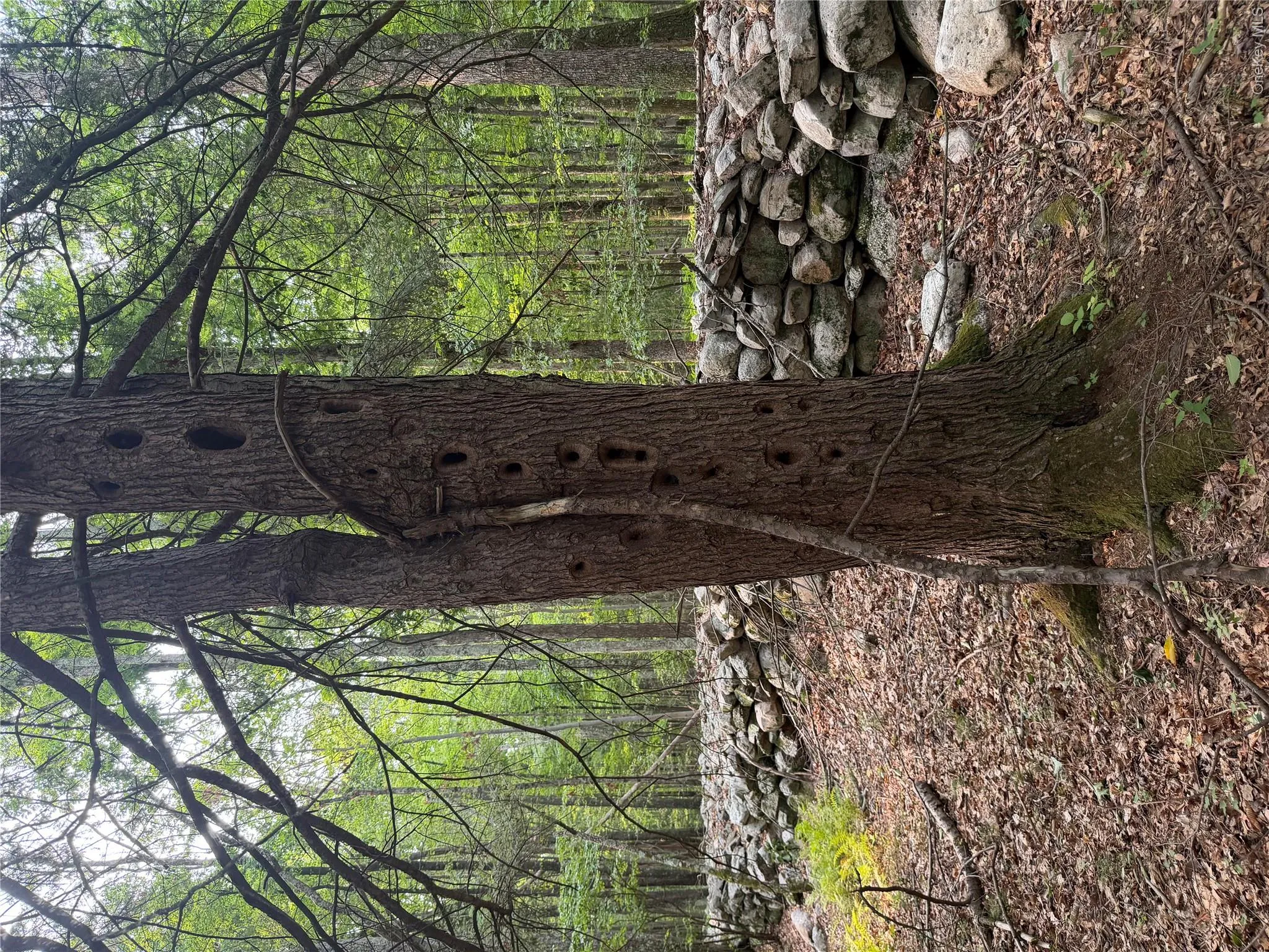 The property supports abundant wildlife. Check out the Pileated Woodpecker holes on this tree! The property supports abundant wildlife. Check out the Pileated Woodpecker holes on this tree!