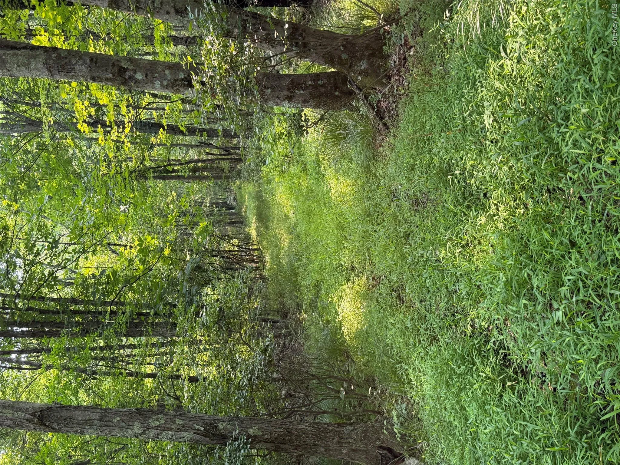 A grass covered path leads to the back of the property A grass covered path leads to the back of the property