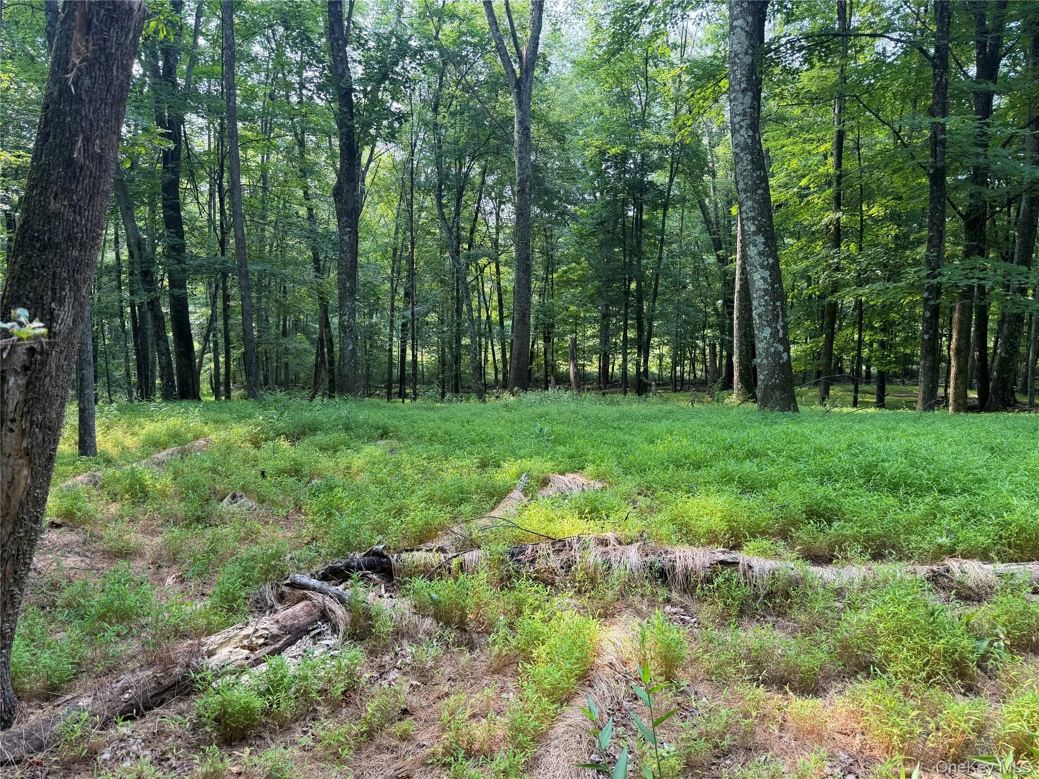 Open meadows and forest Open meadows and forest
