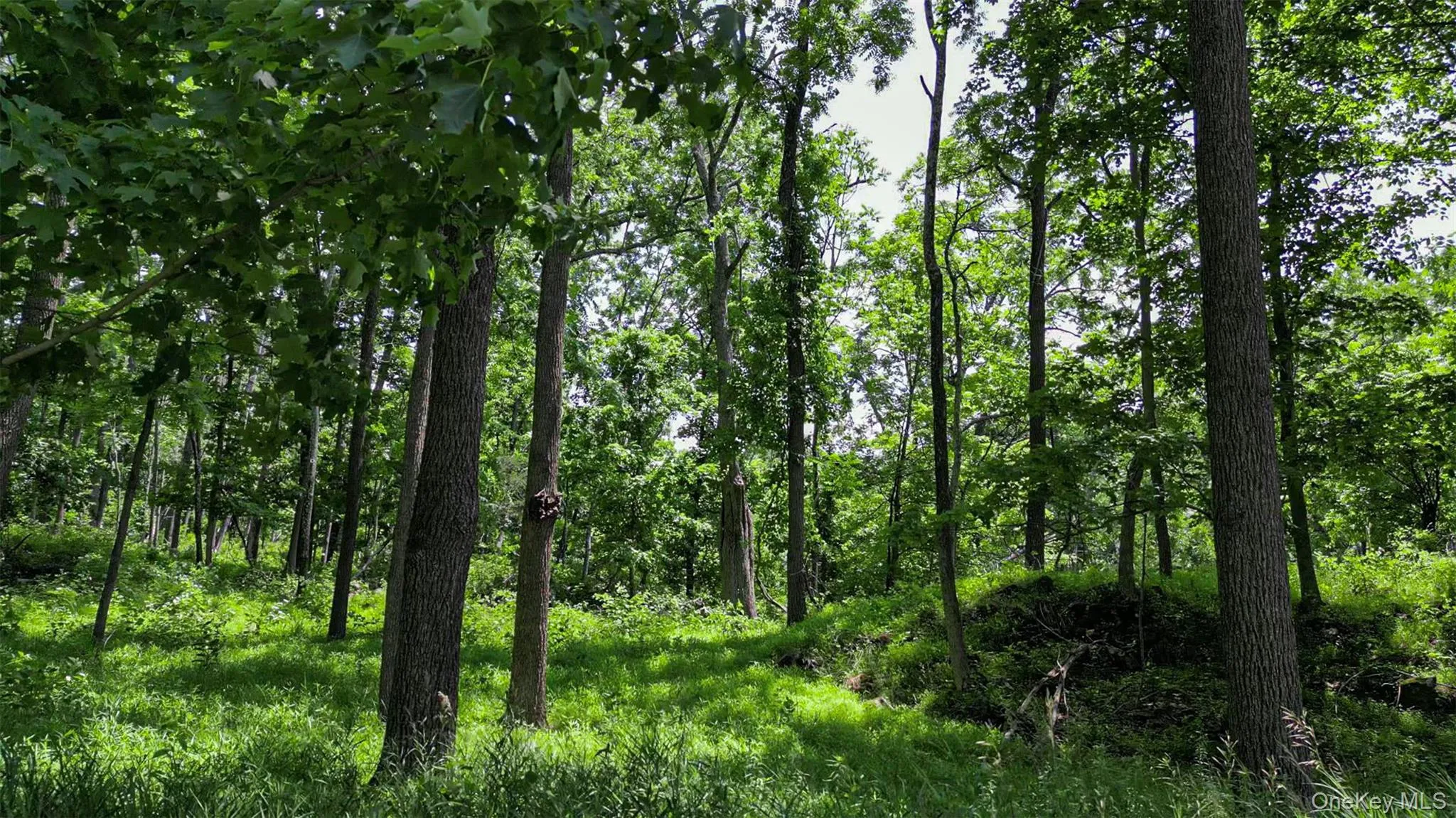 Deer Pond Lot 2 Drive, Warwick (town), NY, ,Land,For Rent,Deer Pond Lot 2,0,1024850 Deer Pond Lot 2 Drive, Warwick (town), NY, ,Land,For Rent,Deer Pond Lot 2,0,1024850