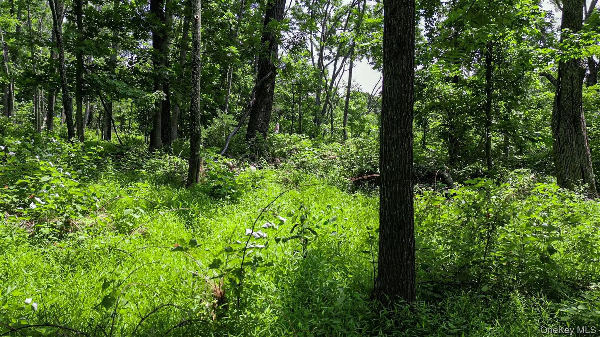 Deer Pond Lot 2 Drive, Warwick (town), NY, ,Land,For Rent,Deer Pond Lot 2,0,1024850 Deer Pond Lot 2 Drive, Warwick (town), NY, ,Land,For Rent,Deer Pond Lot 2,0,1024850
