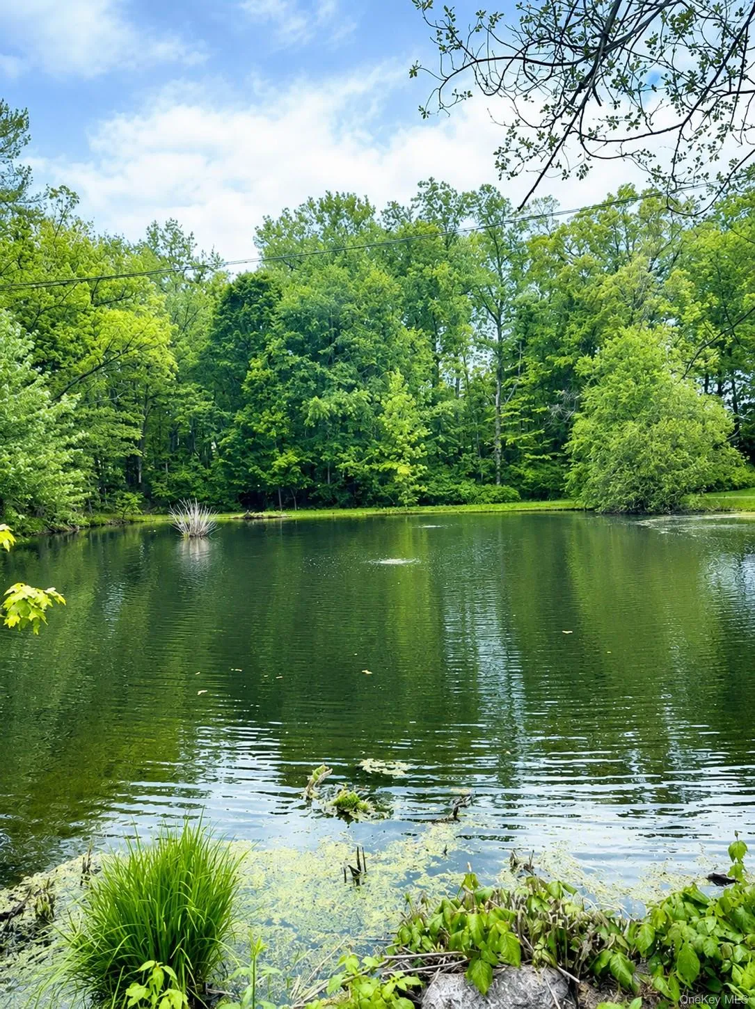 Private pond surrounded by mature deciduous trees, for perfect front views and privacy Private pond surrounded by mature deciduous trees, for perfect front views and privacy