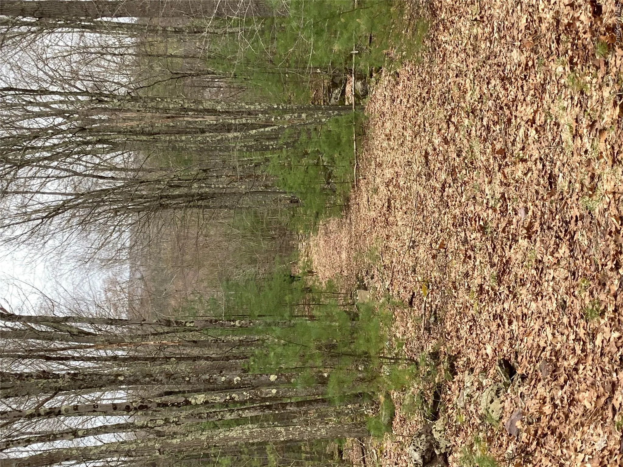 View of local wilderness with a wooded view View of local wilderness with a wooded view