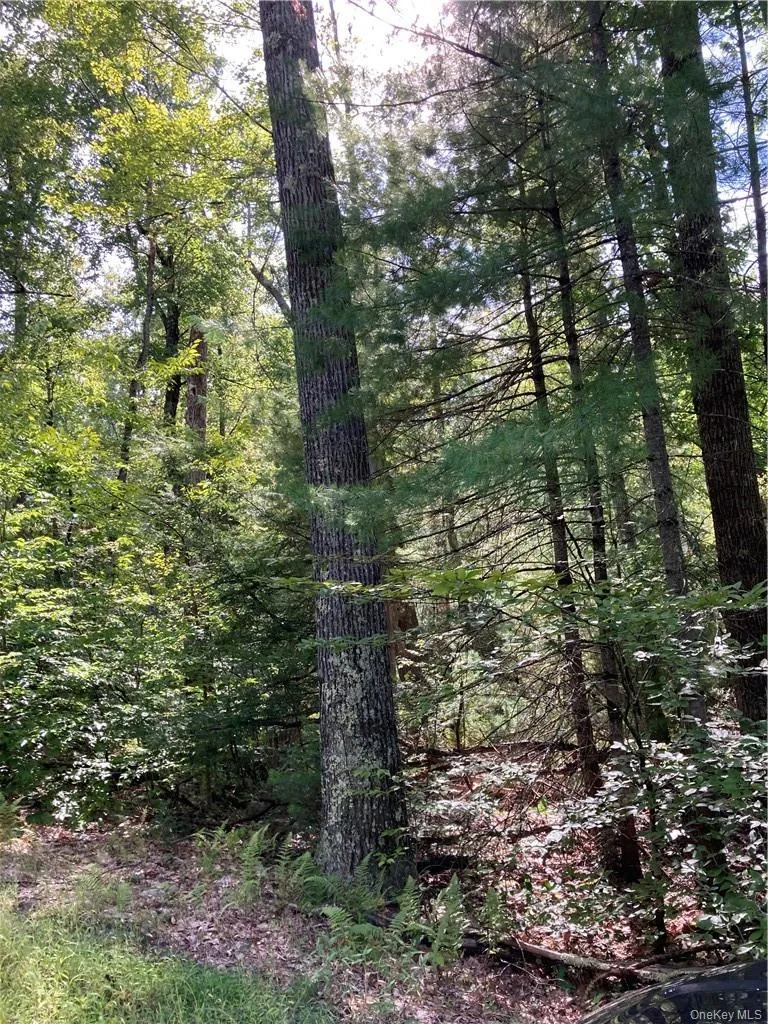 Plank Road Forestburg New York, Forestburgh, NY, ,Land,For Rent,Plank Road Forestburg New York,0,1027675 Plank Road Forestburg New York, Forestburgh, NY, ,Land,For Rent,Plank Road Forestburg New York,0,1027675