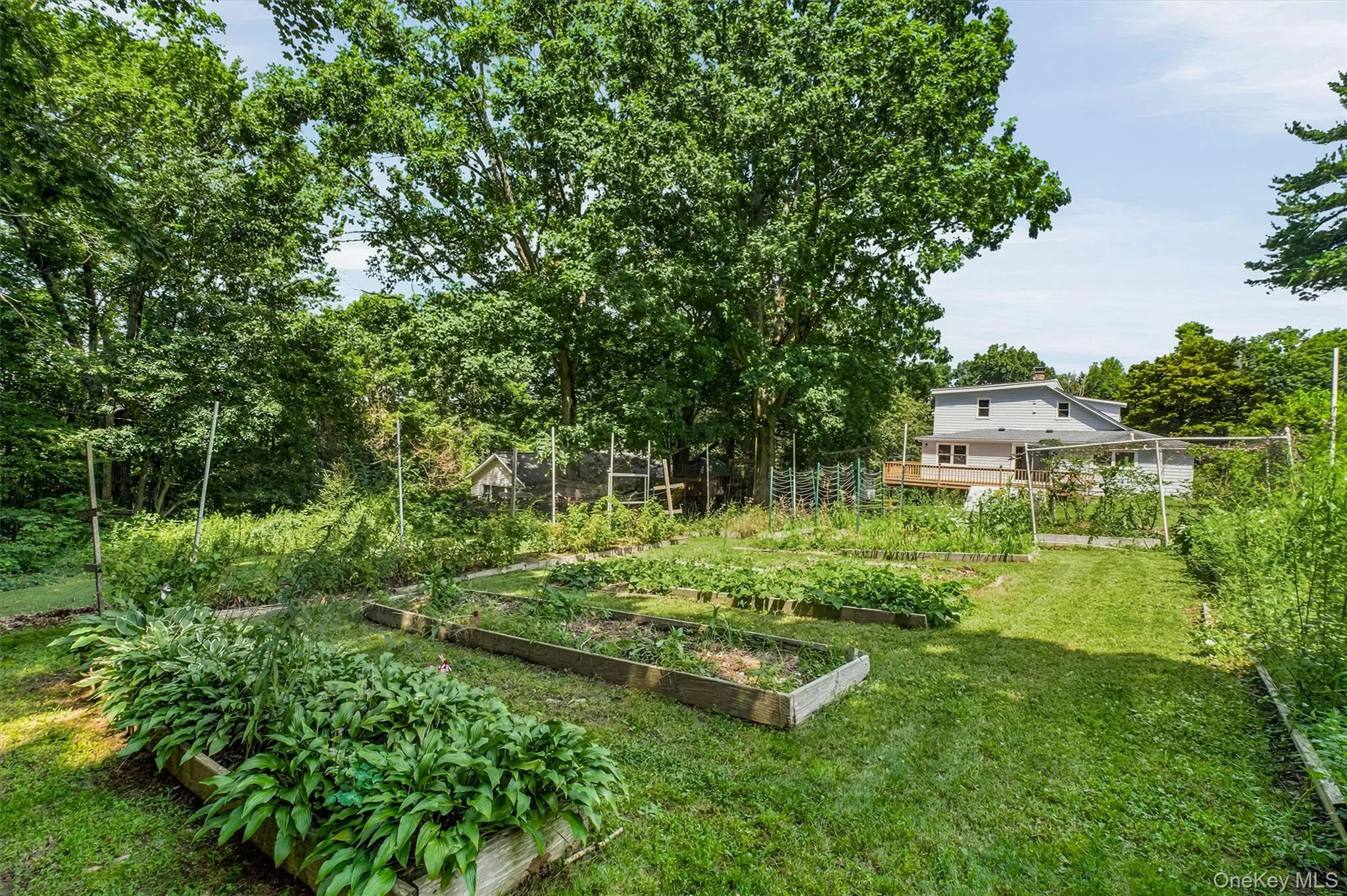 Expansive backyard garden featuring multiple raised beds and mature surrounding trees Expansive backyard garden featuring multiple raised beds and mature surrounding trees