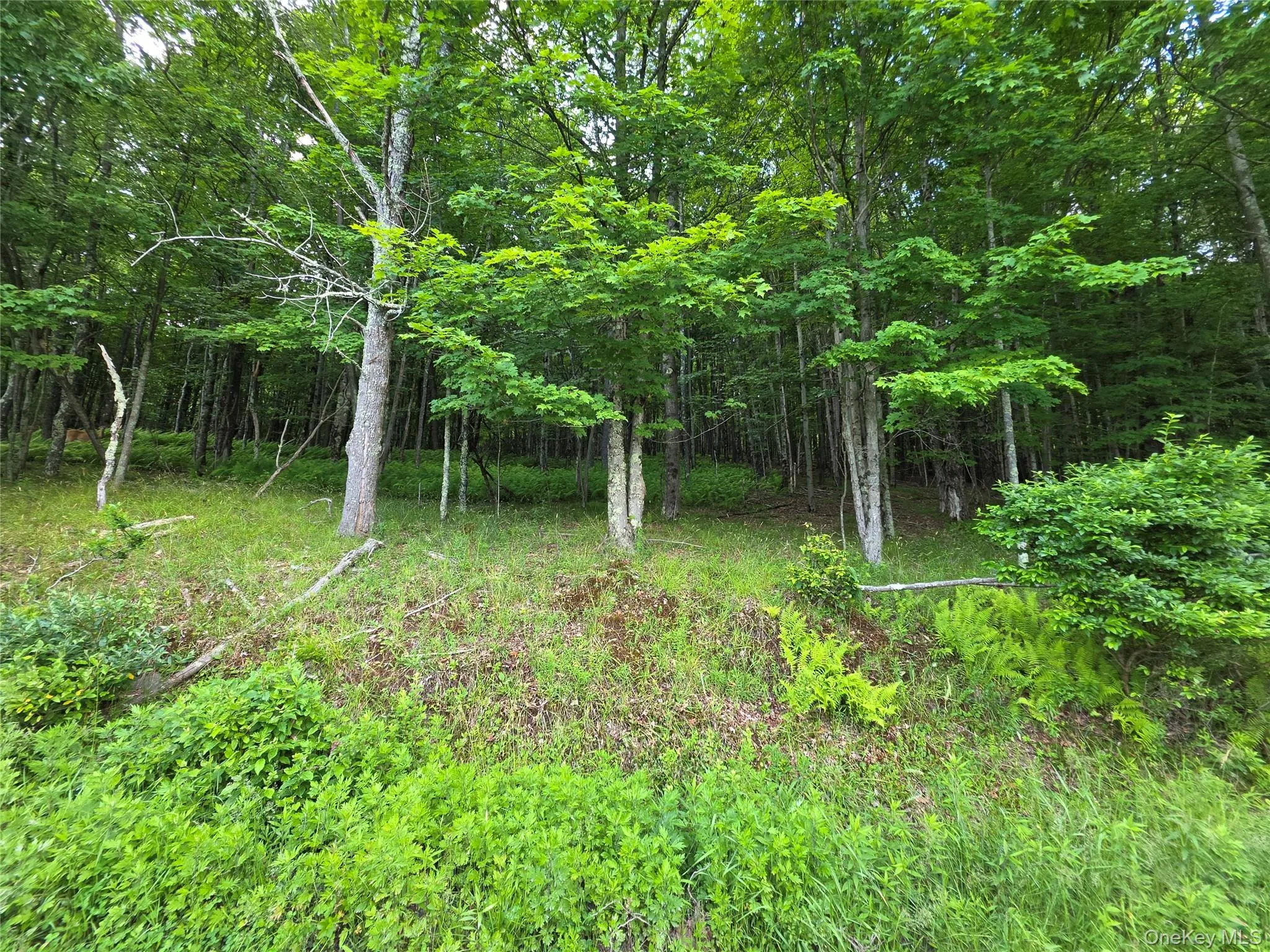 TBD Timberwolf Road, Liberty, NY, ,Land,For Rent,Timberwolf,0,1028302 TBD Timberwolf Road, Liberty, NY, ,Land,For Rent,Timberwolf,0,1028302