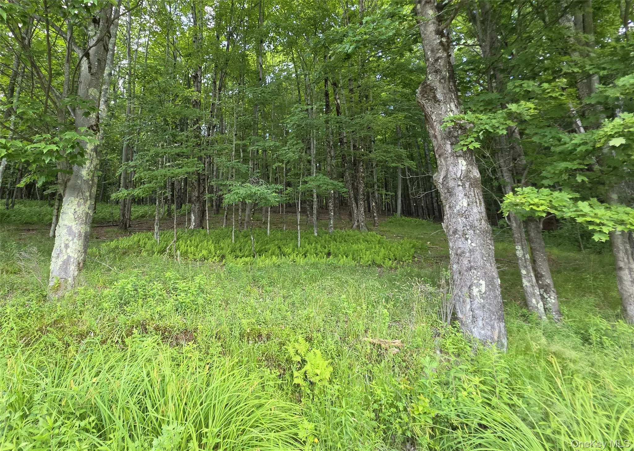 TBD Timberwolf Road, Liberty, NY, ,Land,For Rent,Timberwolf,0,1028302 TBD Timberwolf Road, Liberty, NY, ,Land,For Rent,Timberwolf,0,1028302