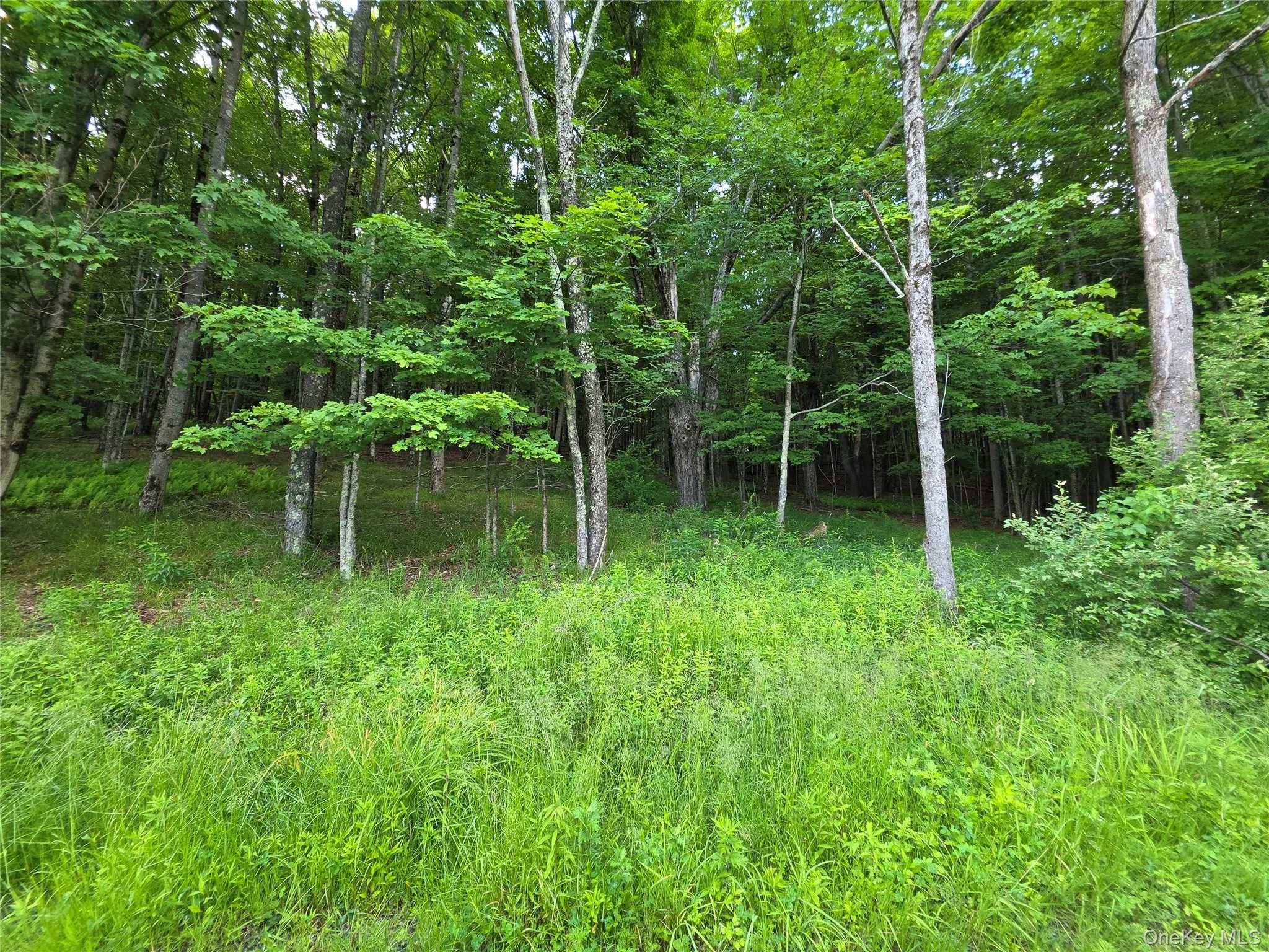 TBD Timberwolf Road, Liberty, NY, ,Land,For Rent,Timberwolf,0,1028302 TBD Timberwolf Road, Liberty, NY, ,Land,For Rent,Timberwolf,0,1028302