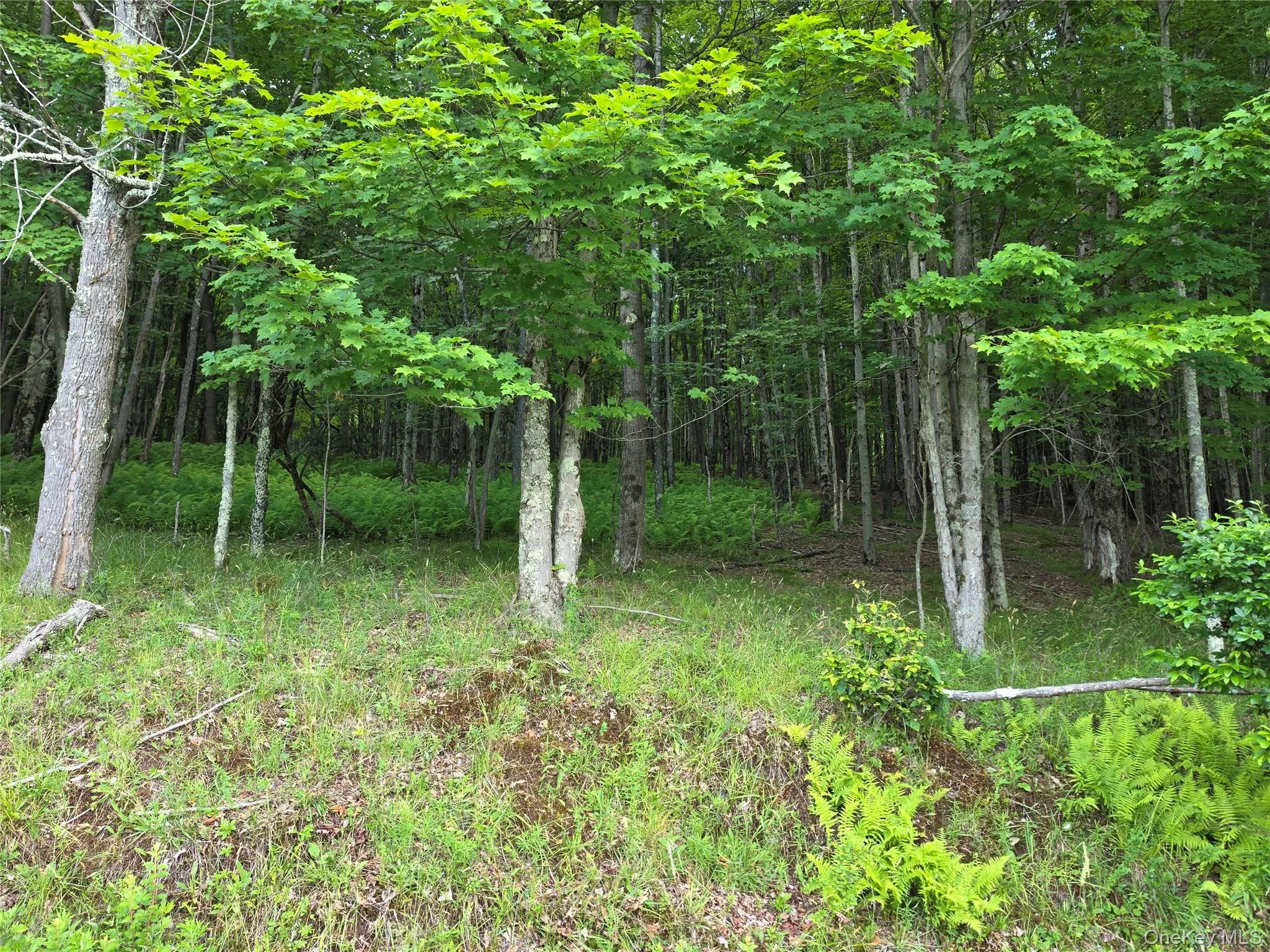 TBD Timberwolf Road, Liberty, NY, ,Land,For Rent,Timberwolf,0,1028302 TBD Timberwolf Road, Liberty, NY, ,Land,For Rent,Timberwolf,0,1028302