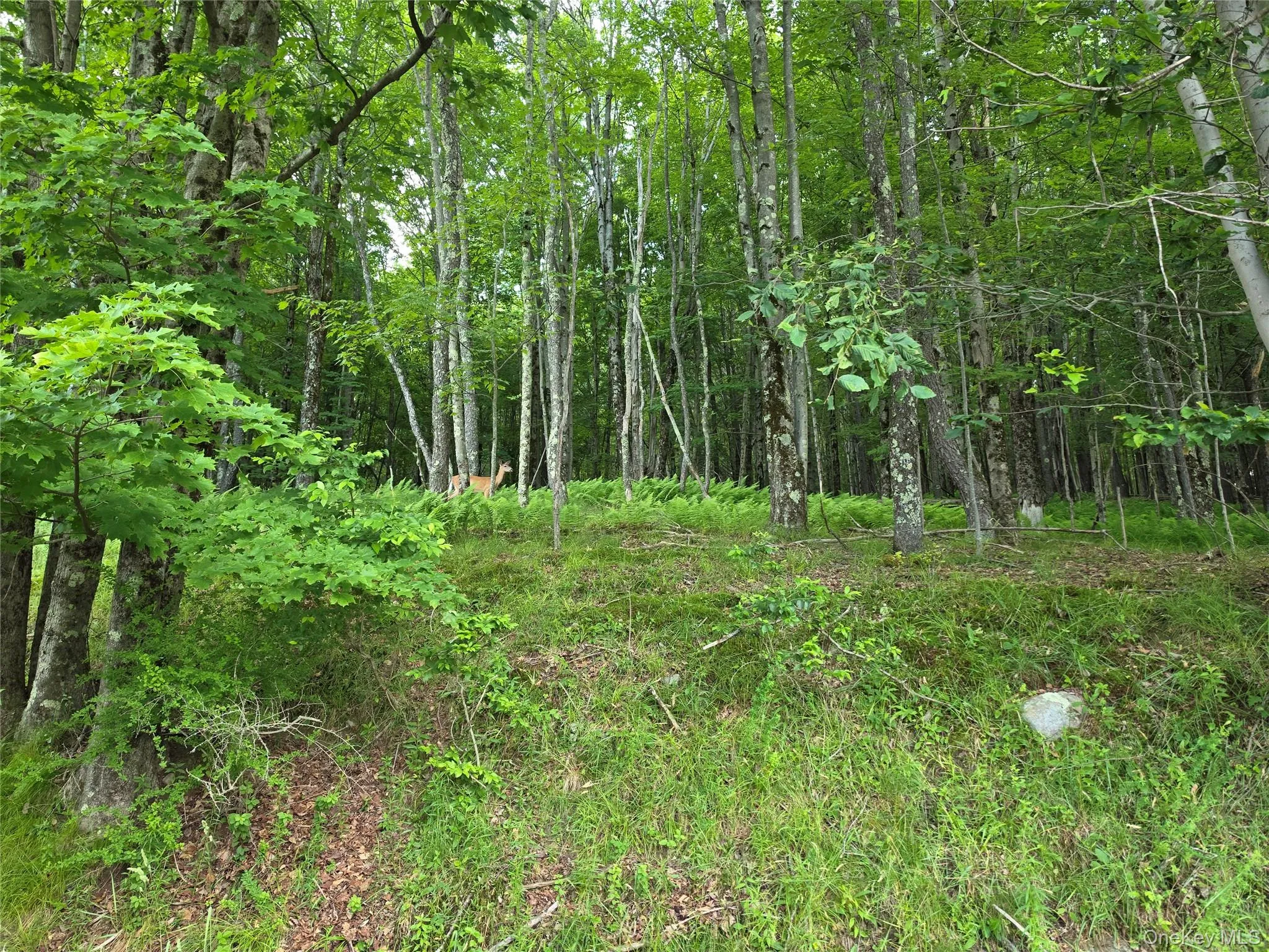 TBD Timberwolf Road, Liberty, NY, ,Land,For Rent,Timberwolf,0,1028302 TBD Timberwolf Road, Liberty, NY, ,Land,For Rent,Timberwolf,0,1028302