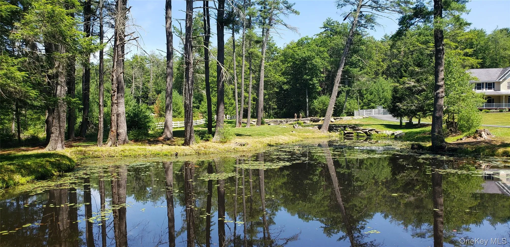 Natural pond reflecting surrounding trees and clear sky Natural pond reflecting surrounding trees and clear sky