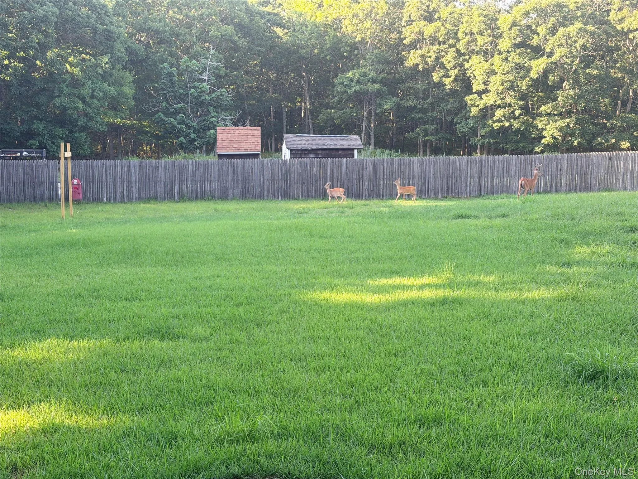 Expansive green lawn with a wooden privacy fence bordering a forested area Expansive green lawn with a wooden privacy fence bordering a forested area