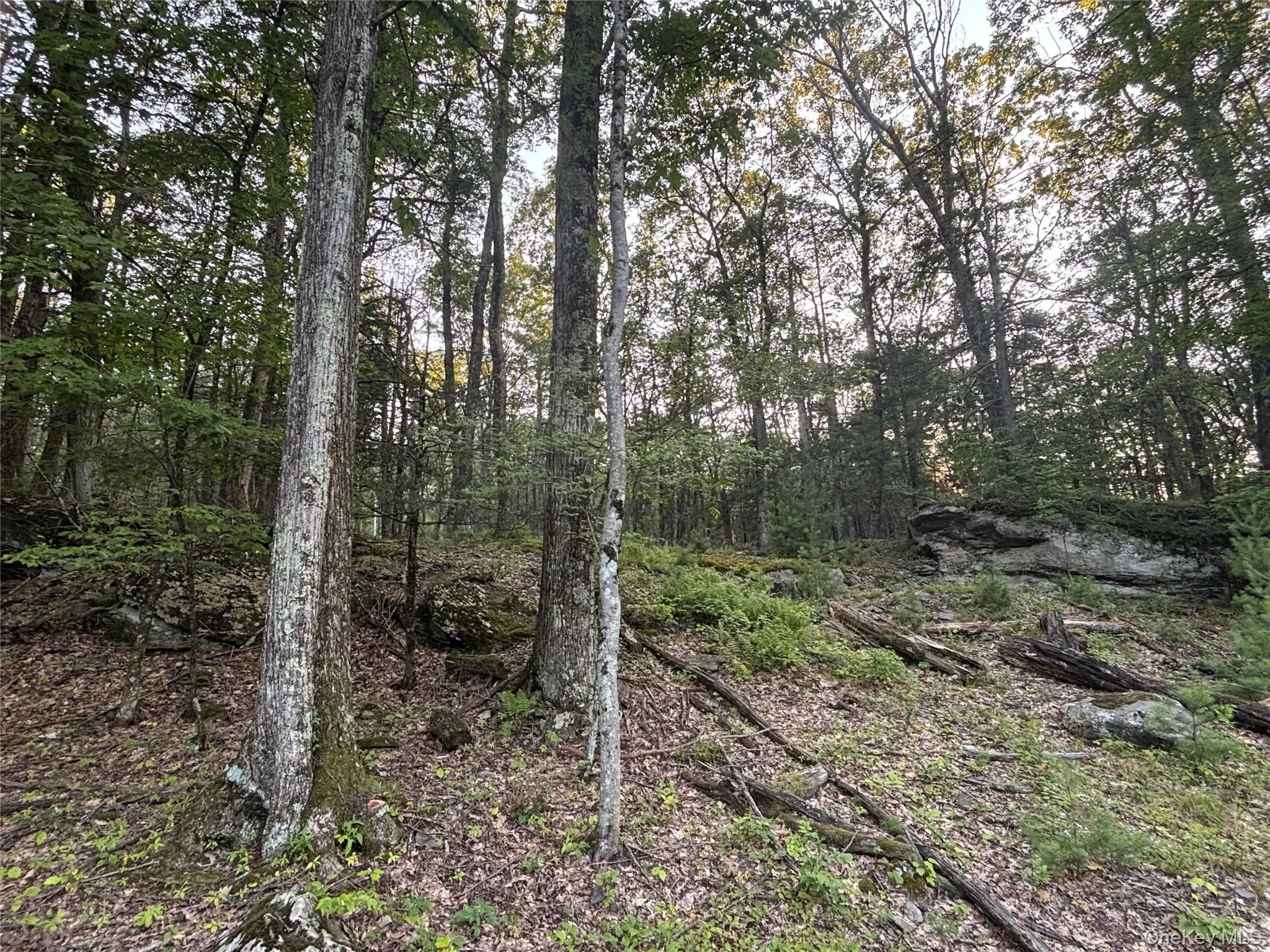 High Point Mountain Road, Olive, NY, ,Land,For Rent,High Point Mountain Road,0,1029655 High Point Mountain Road, Olive, NY, ,Land,For Rent,High Point Mountain Road,0,1029655