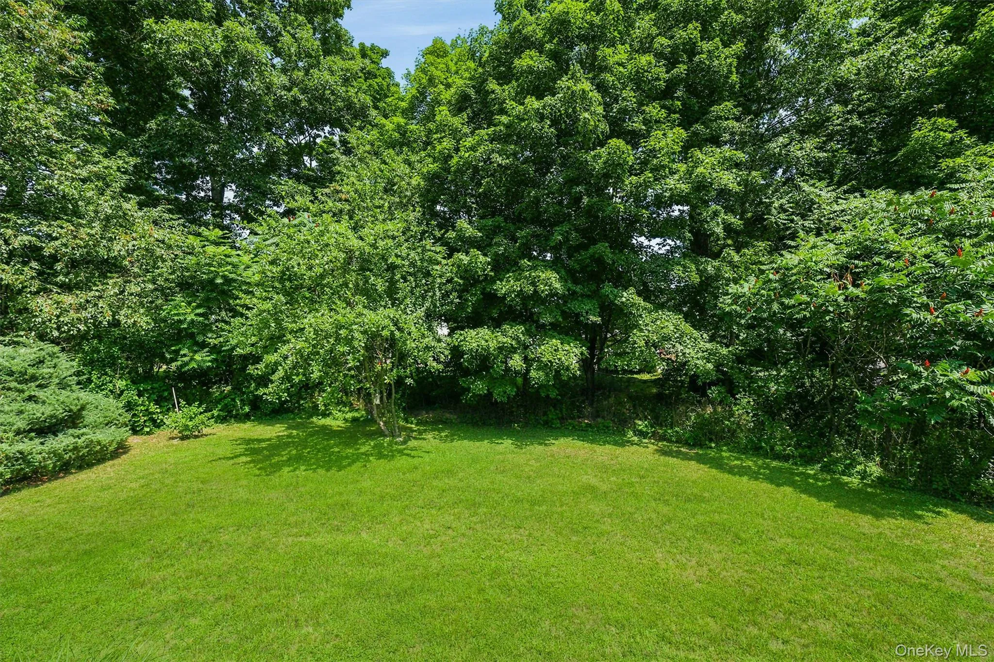 Expansive green lawn surrounded by mature trees and varied foliage Expansive green lawn surrounded by mature trees and varied foliage