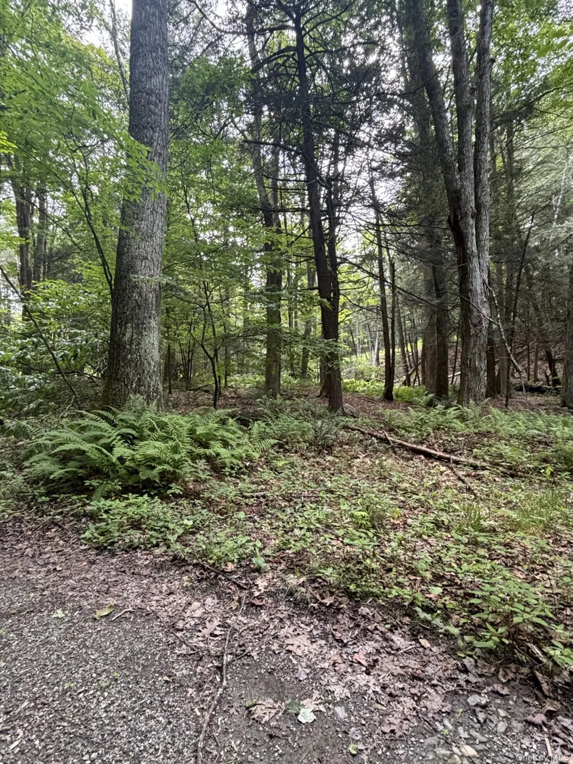 276 Hill Road, Austerlitz, NY, ,Land,For Rent,Hill,0,1029774 276 Hill Road, Austerlitz, NY, ,Land,For Rent,Hill,0,1029774