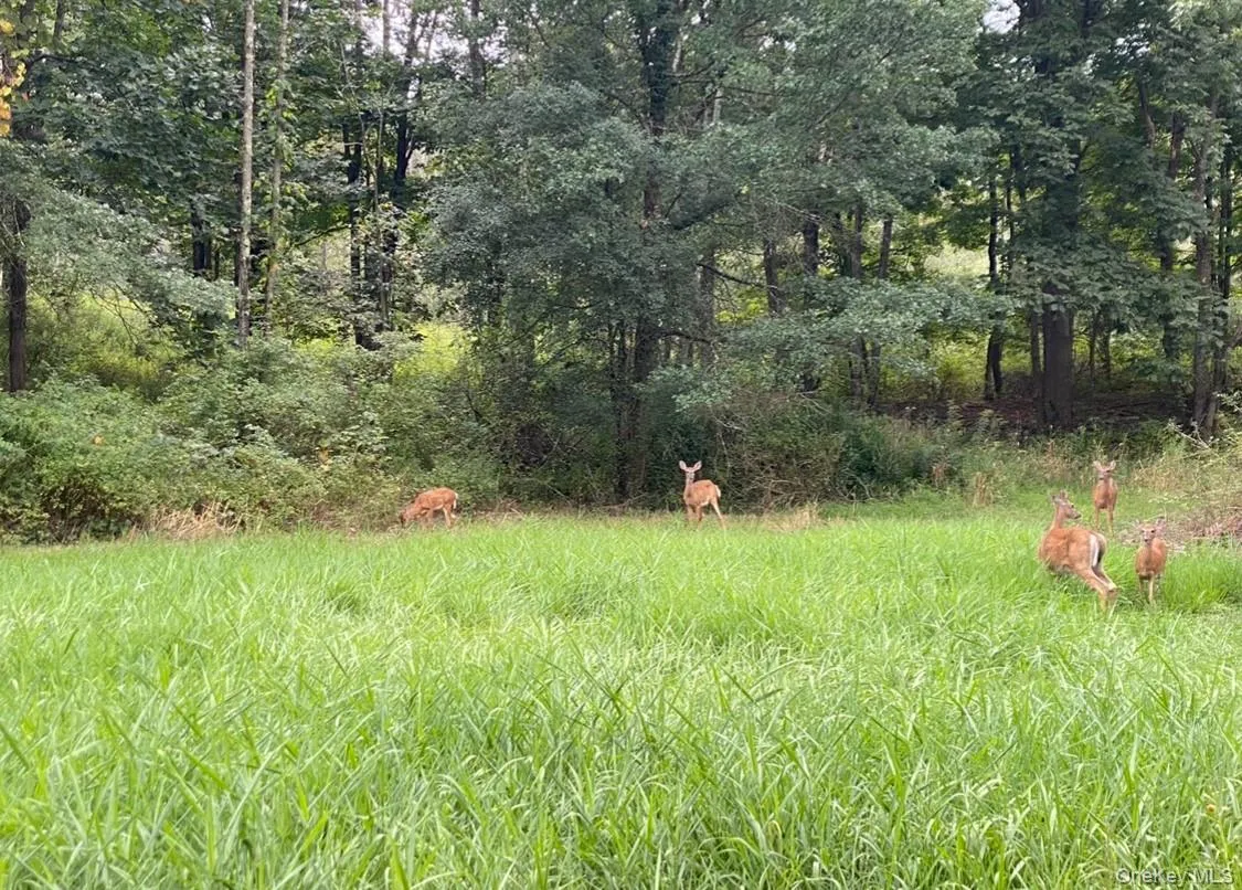Wildlife making an appearance Wildlife making an appearance